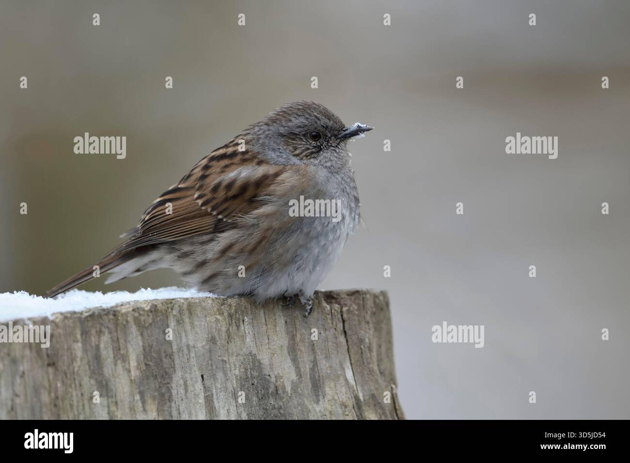 Dunnock / Heckenbraunelle ( Prunella modularis), im Winter erwachsen, aufgestaute Federn, auf einem Holzzaun aufliegend, Tierwelt, Europa. Stockfoto