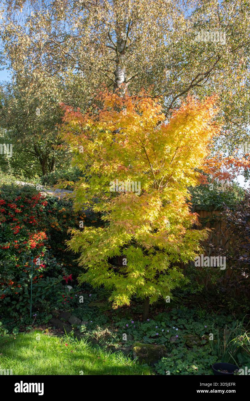 Acer Palmatum Sango-kaku wächst in unserem Garten in East Yorkshire Stockfoto