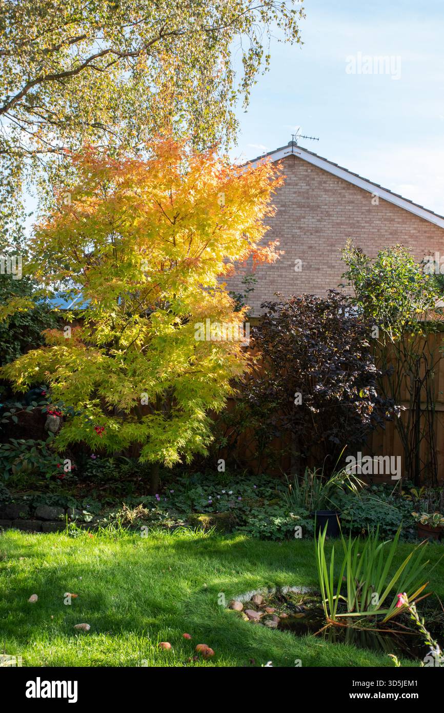 Herbstfarbe in unserem Garten in East Yorkshire Stockfoto