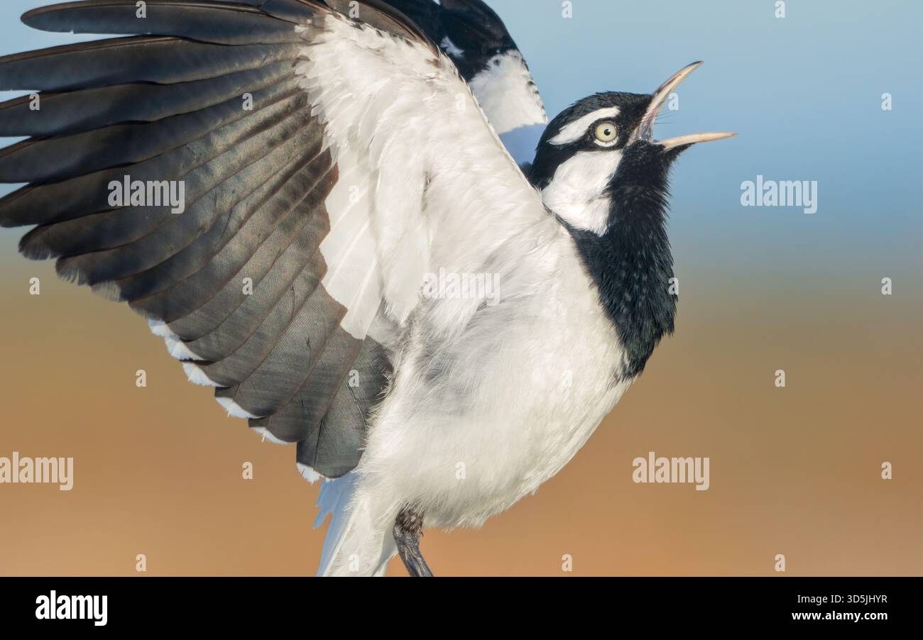 Nahaufnahme einer wilden männlichen Elstererche (Grallina cyanoleuca) in vollem Lied und Schauspiel mit ausgestreckten Flügeln und Mundagape, Australien Stockfoto