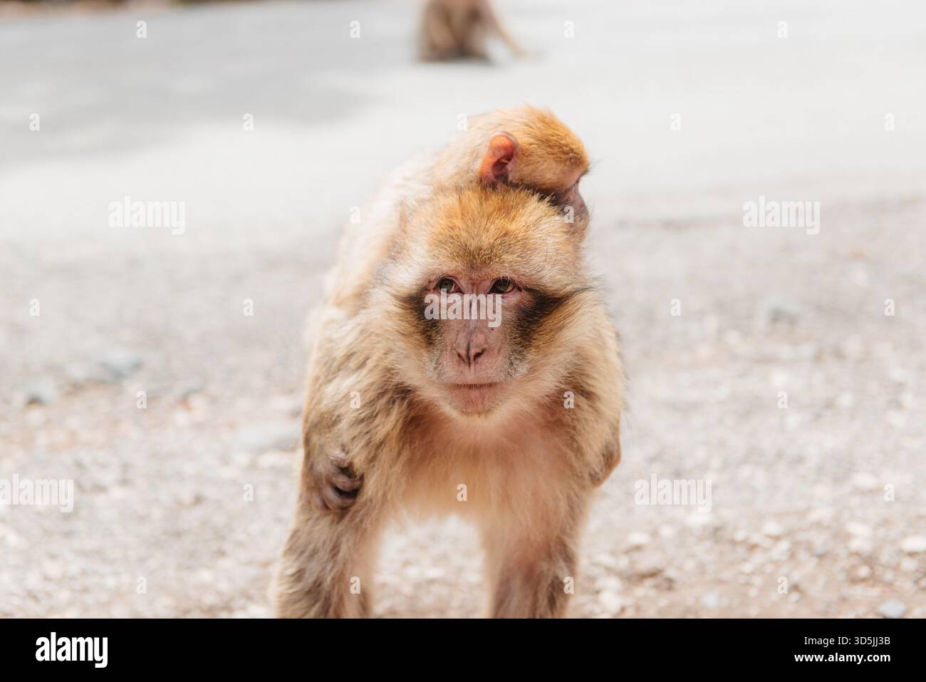 Nahaufnahme einer Berbermakaken (Macaca sylvanus), die an einer Straße steht und ihr Kind auf dem Rücken trägt, Marokko Stockfoto