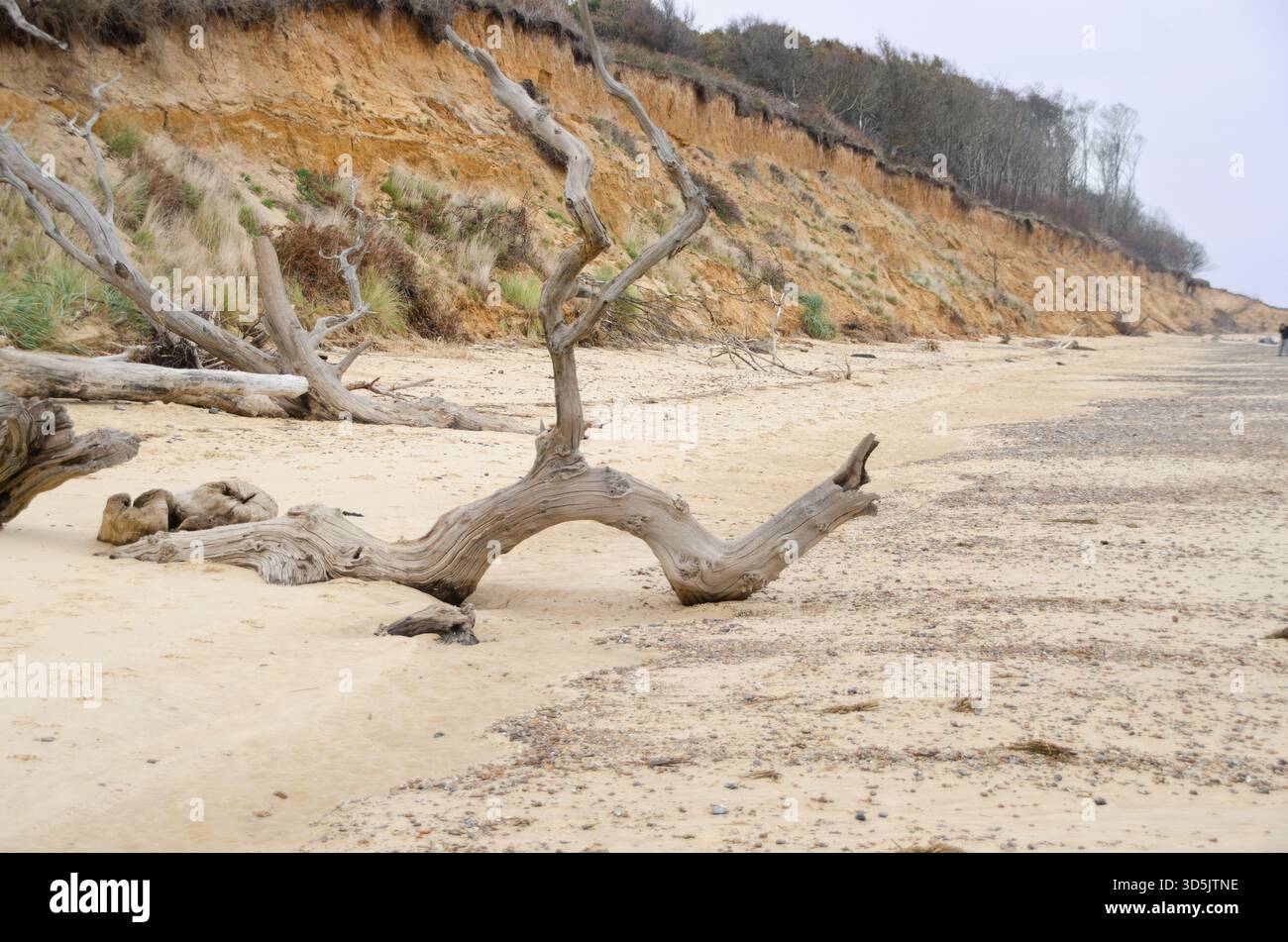 Gefallener Baumstamm an der Sandküste von Covehithe Beach, Suffolk, mit erodierenden Klippen entlang der abgelegenen Küste Stockfoto