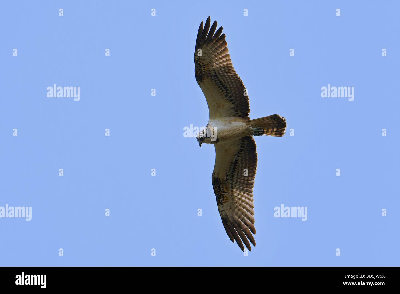 Juveniler männlicher Osprey-Pandion haliaetus im Flug. Stockfoto
