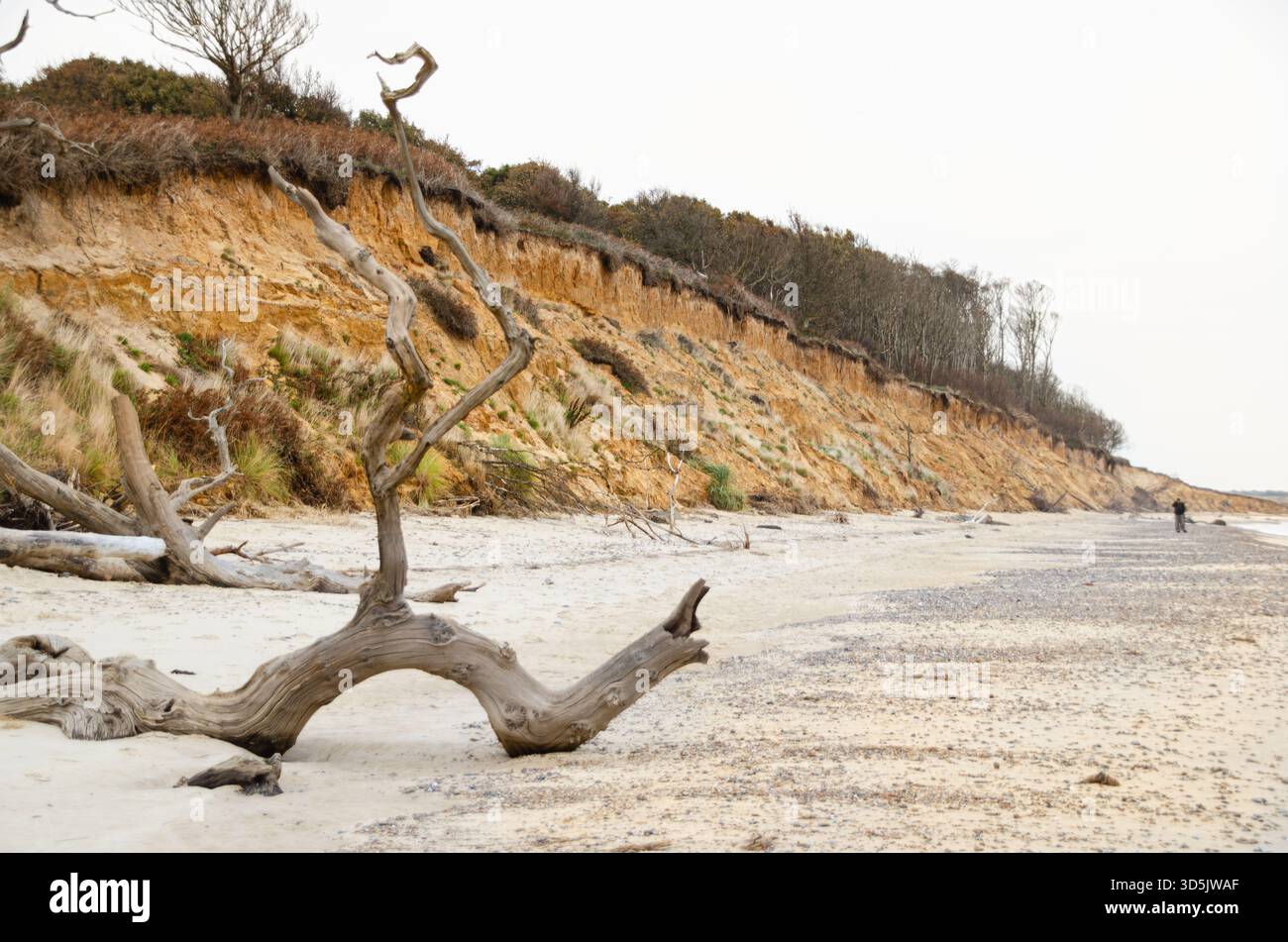 Gefallener Baumstamm an der Sandküste von Covehithe Beach, Suffolk, mit erodierenden Klippen entlang der abgelegenen Küste Stockfoto