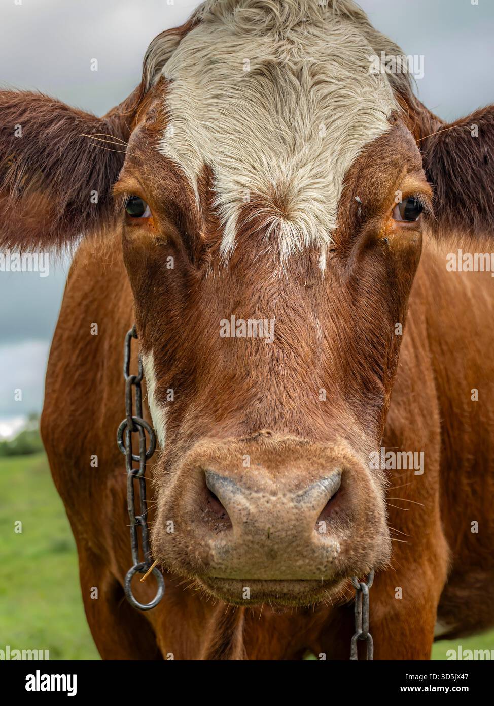 Ein Nahporträt einer braunen und weißen Milchkuh, die auf einer hellen, grasbewachsenen Weide steht. Ein Kettenhalter und eine ferne Herde sorgen für rustikale Bauernstimmung und rura Stockfoto