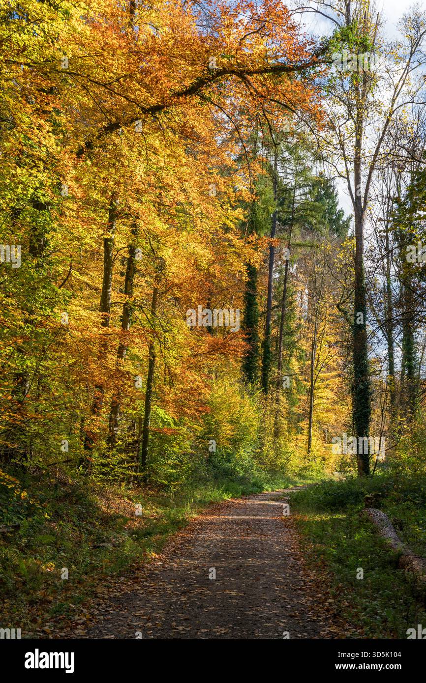 Waldweg im Herbst Stockfoto
