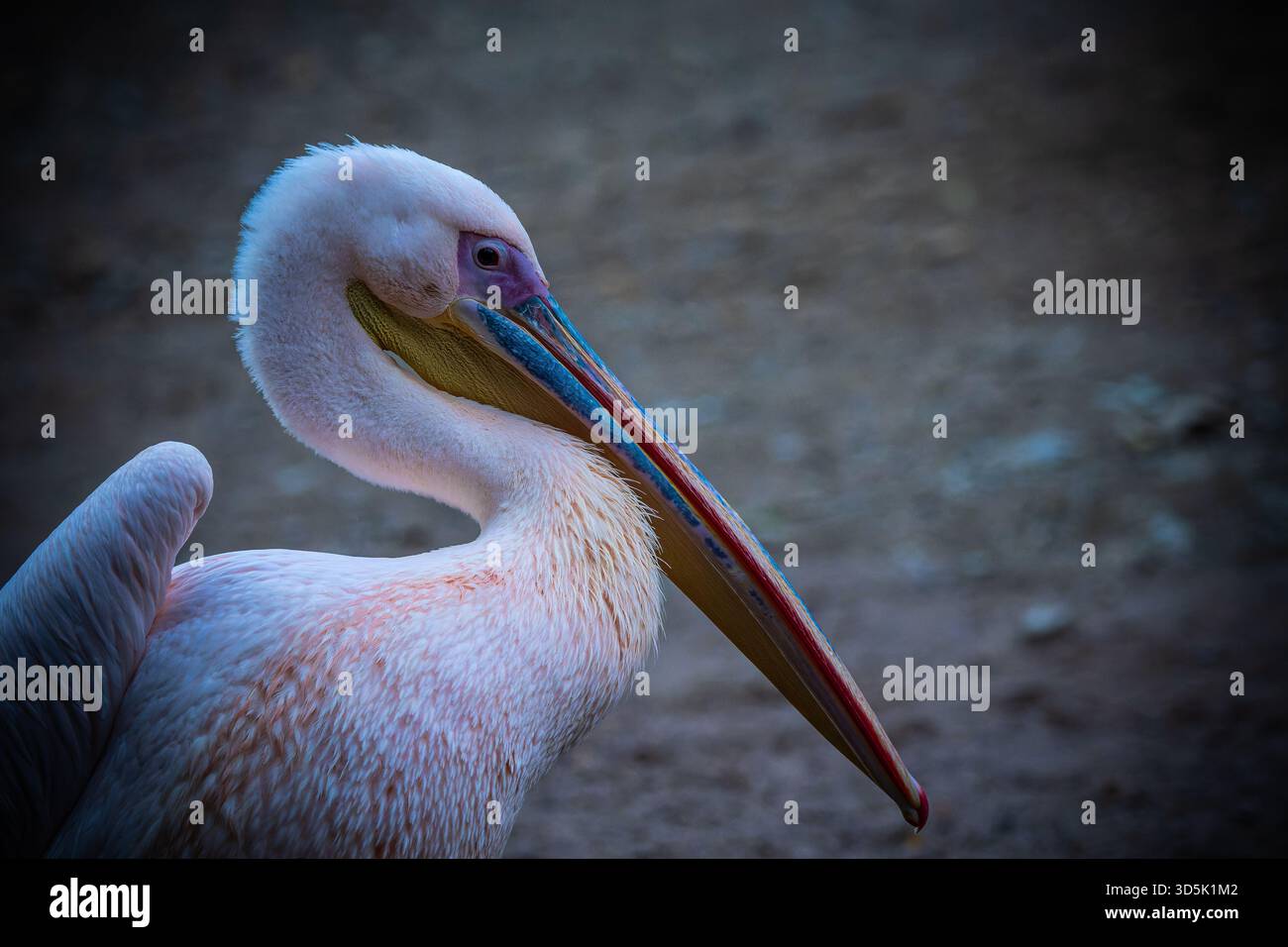 Pelican Porträt – detaillierte Nahaufnahme eines majestätischen Wasservogels Stockfoto
