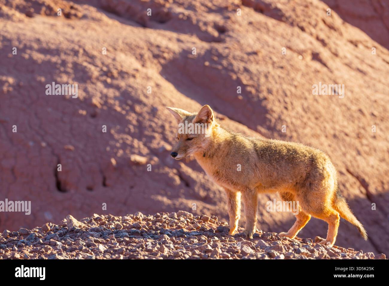 Südamerikanische Gray fox (Lycalopex griseus), Patagonischen Fuchs, in Patagonien Berge Stockfoto