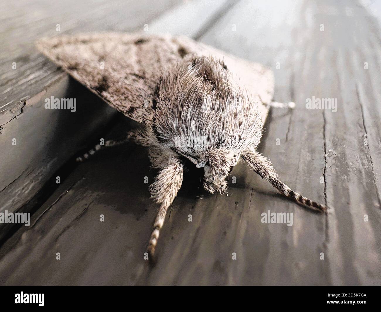 Nahaufnahme einer flauschigen weißen Motte mit dunklen Markierungen, die auf der grauen Zierleiste eines Hauses liegt. Stockfoto