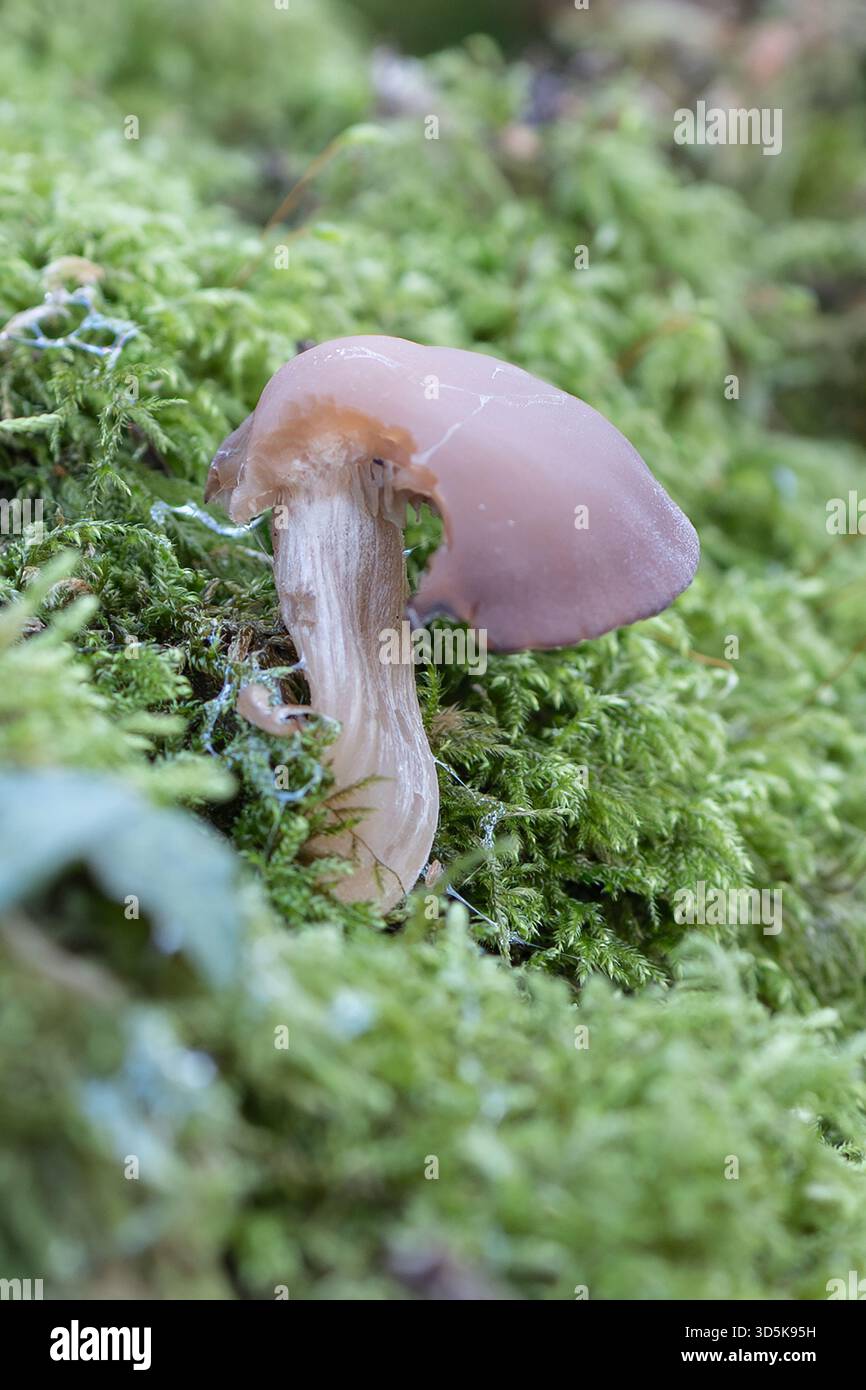 Winziger lila Pilz in Moos Stockfoto