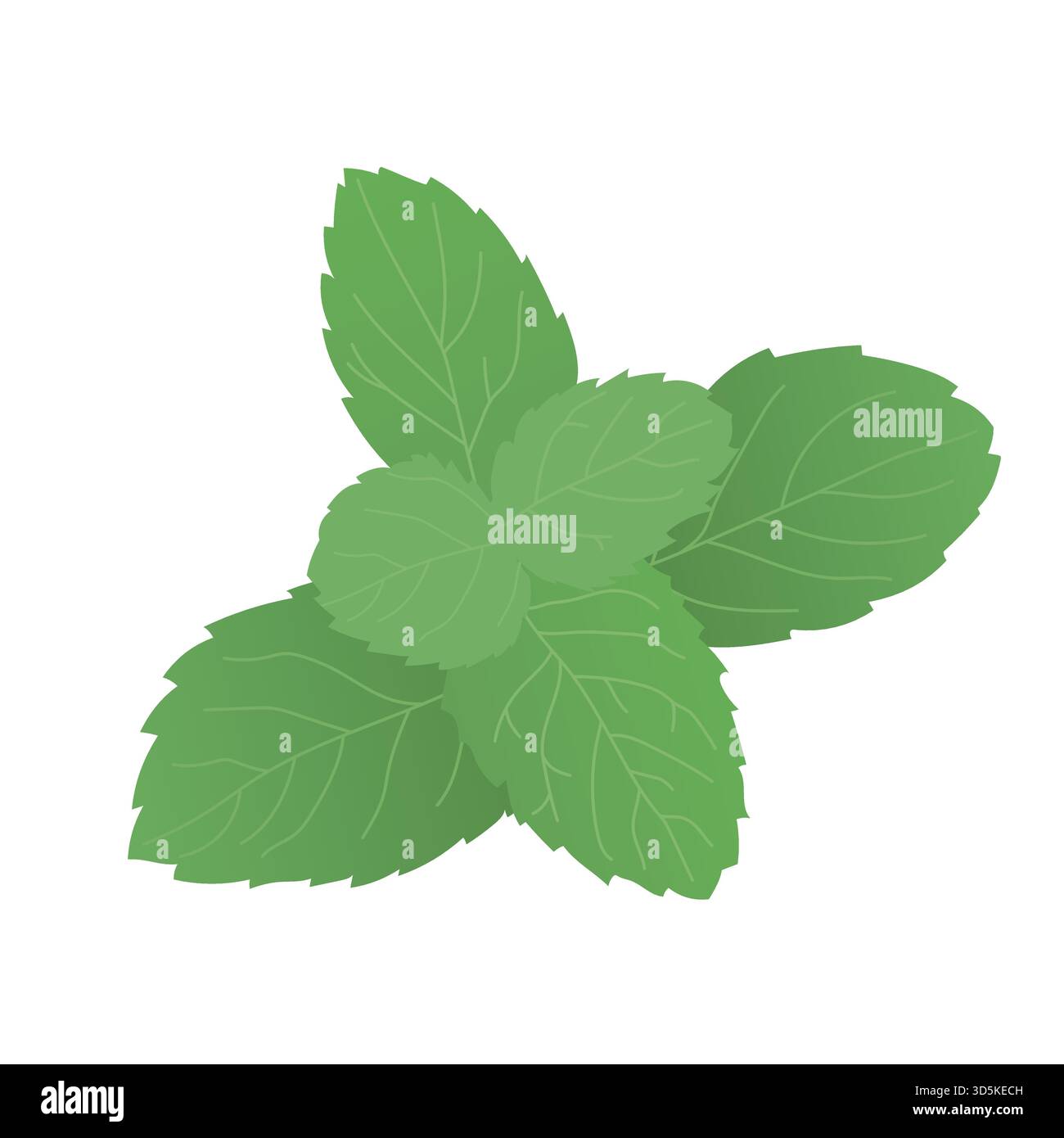 Minzblätter im Zweig, Vektor-handgezeichnetes Bild. Stock Vektor