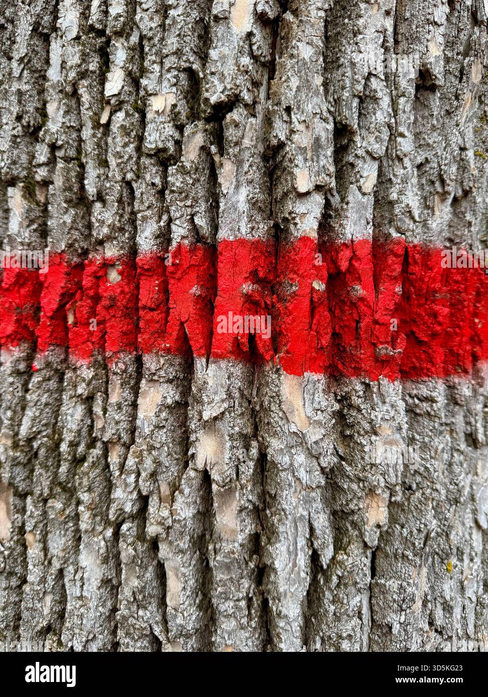 Verdammter Baum Stockfoto
