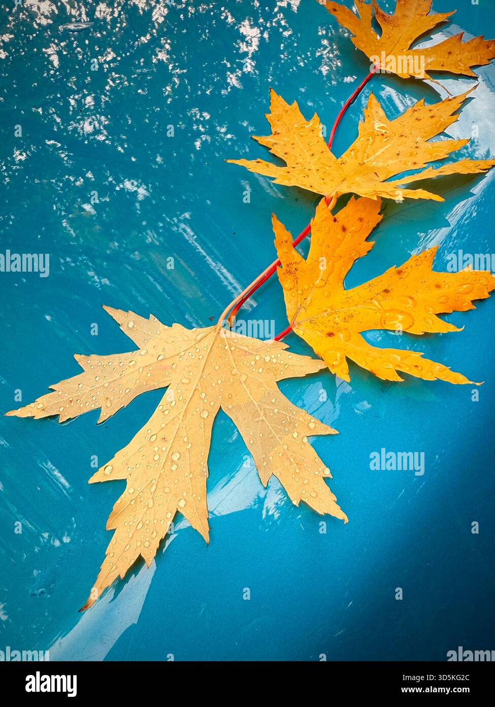 Der Herbst fährt mit einem Auto ab Stockfoto