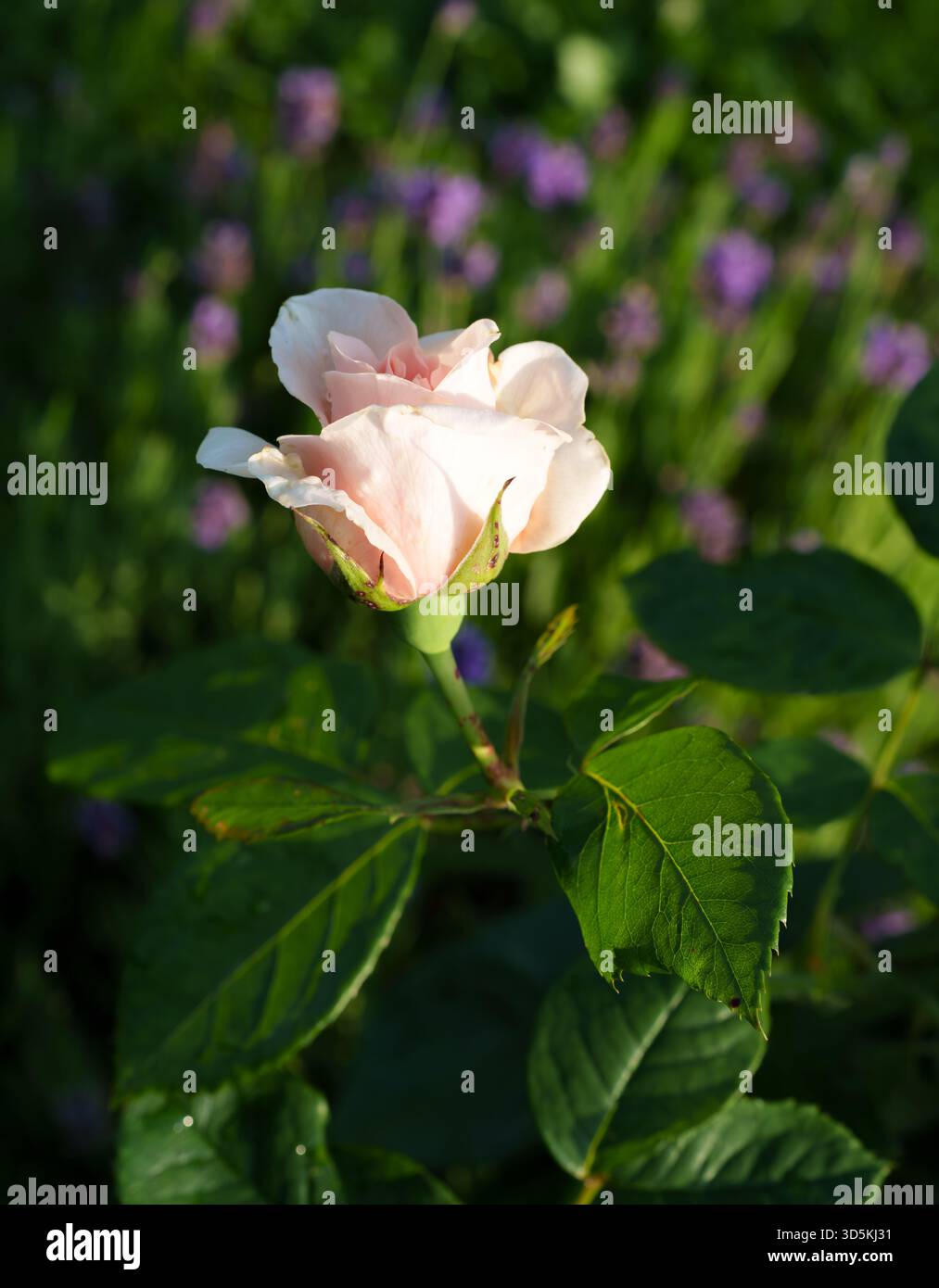 Nahaufnahme einer blühenden „Nostalgie“-Rosenblume mit cremeweißem Zentrum und kirschroten Kanten in einem sonnigen Garten mit grünen Blättern. Stockfoto