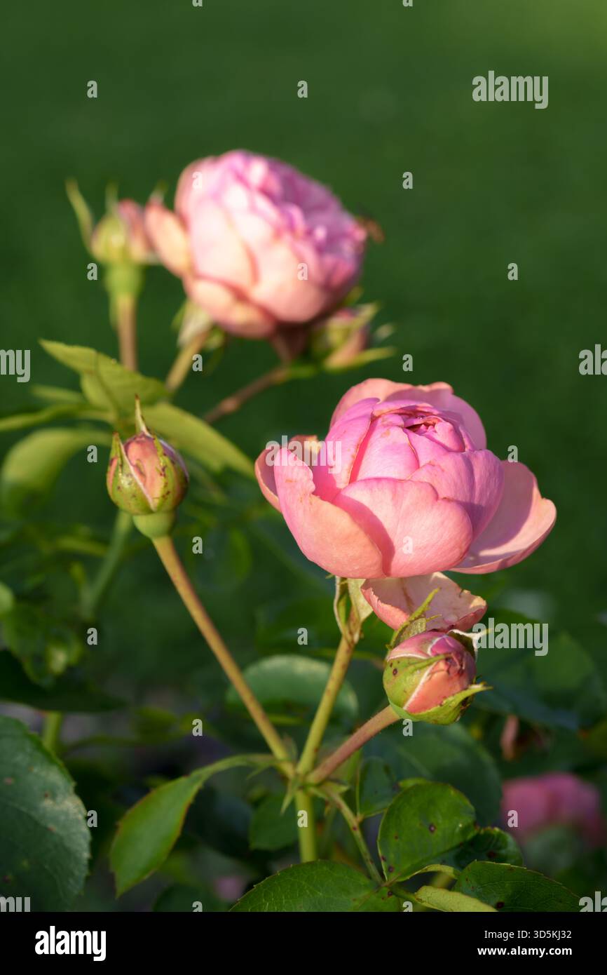 Ein Nahfoto einer wunderschönen „Double Delight“-Rose mit cremeweißen Blüten mit leuchtend rosa Kanten, die in einem sonnigen Garten blühen Stockfoto