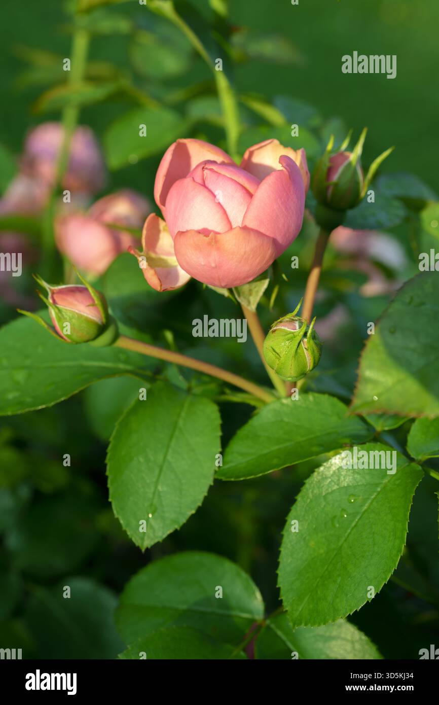 Vertikale Aufnahme einer Gruppe von blassrosa Rosen im englischen Stil, die auf einem einzigen Stamm mit grünen Blättern vor einem unscharfen Rasengrund blühen Stockfoto