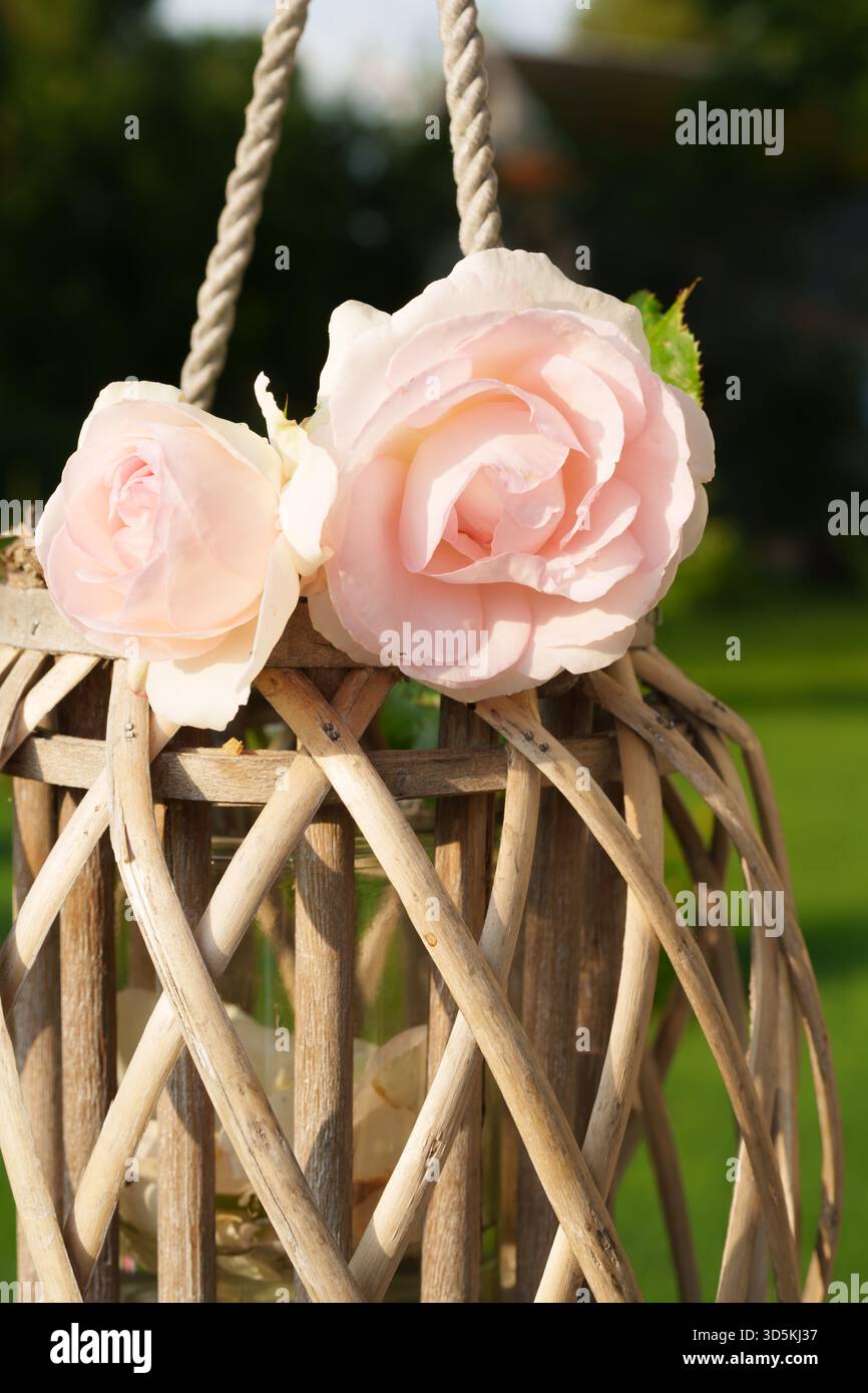 Rosa rosen in einem weißen korb hautnah -Fotos und -Bildmaterial in ...