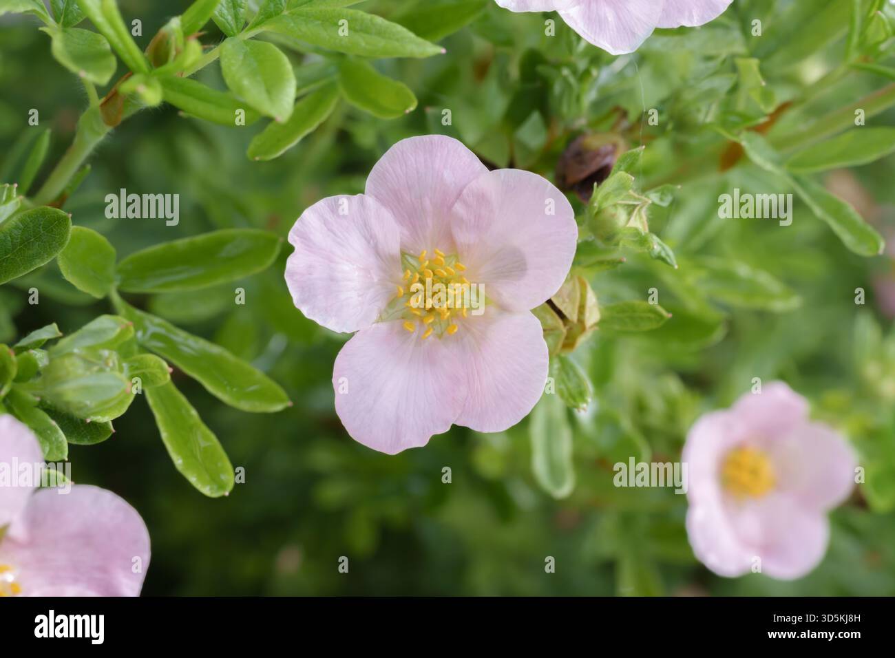 Vertikale Nahaufnahme einer zarten rosa Pastellrose in voller Blüte mit scharfem Fokus auf Blütenblättern und verschwommenem grünem Gartenhintergrund Stockfoto
