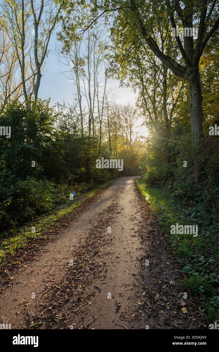 Herbstparkstraße in den Niederlanden Ein ruhiger Waldweg, bedeckt mit gefallenen Blättern und umgeben von hohen Bäumen, die im warmen Sonnenlicht leuchten Stockfoto