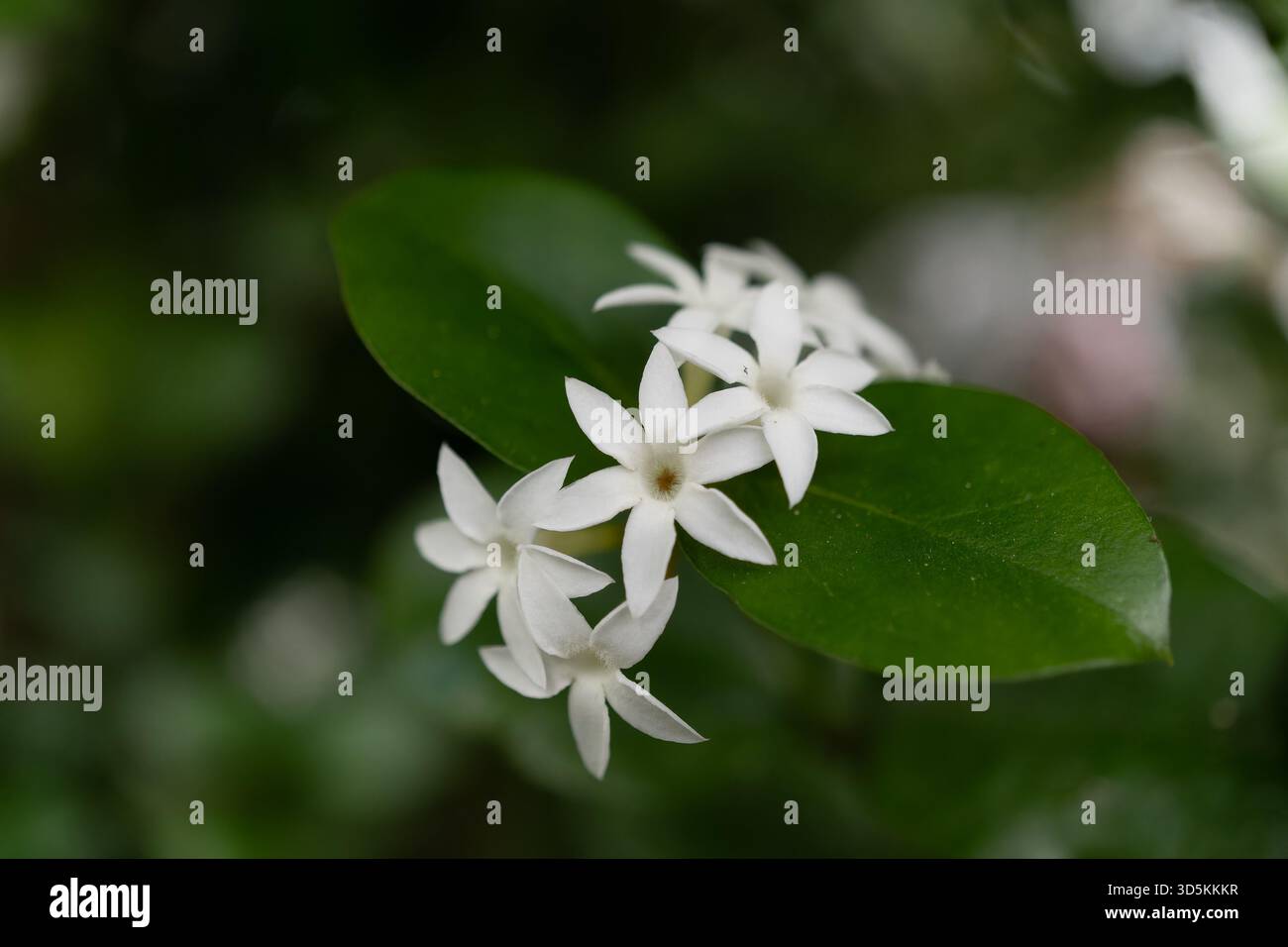 Ein Nahaufnahme-Bild mit drei weißen Blumen mit zarten Blütenblättern, die wunderschön auf einem grünen Blatt eines Strauchs blühen und die Schönheit einer Schrecken einfangen Stockfoto