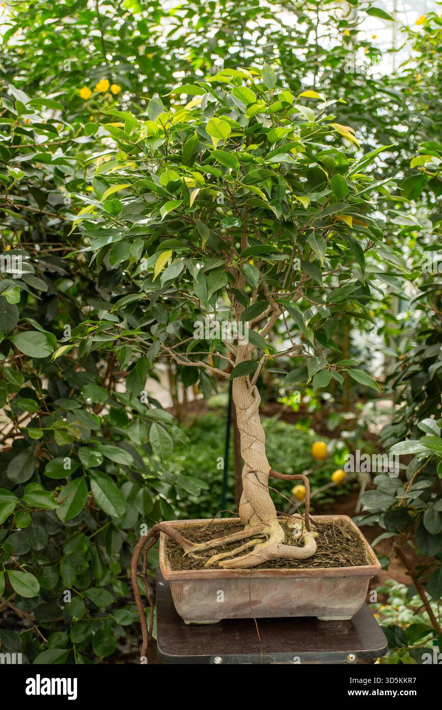 Eine Pflanze in einem Blumentopf, bekannt als Bonsai-Baum, wird auf einem Tisch in einem Gewächshaus platziert. Der Miniaturbaum hat einen hölzernen Stamm und ähnelt einem Sträucher Stockfoto