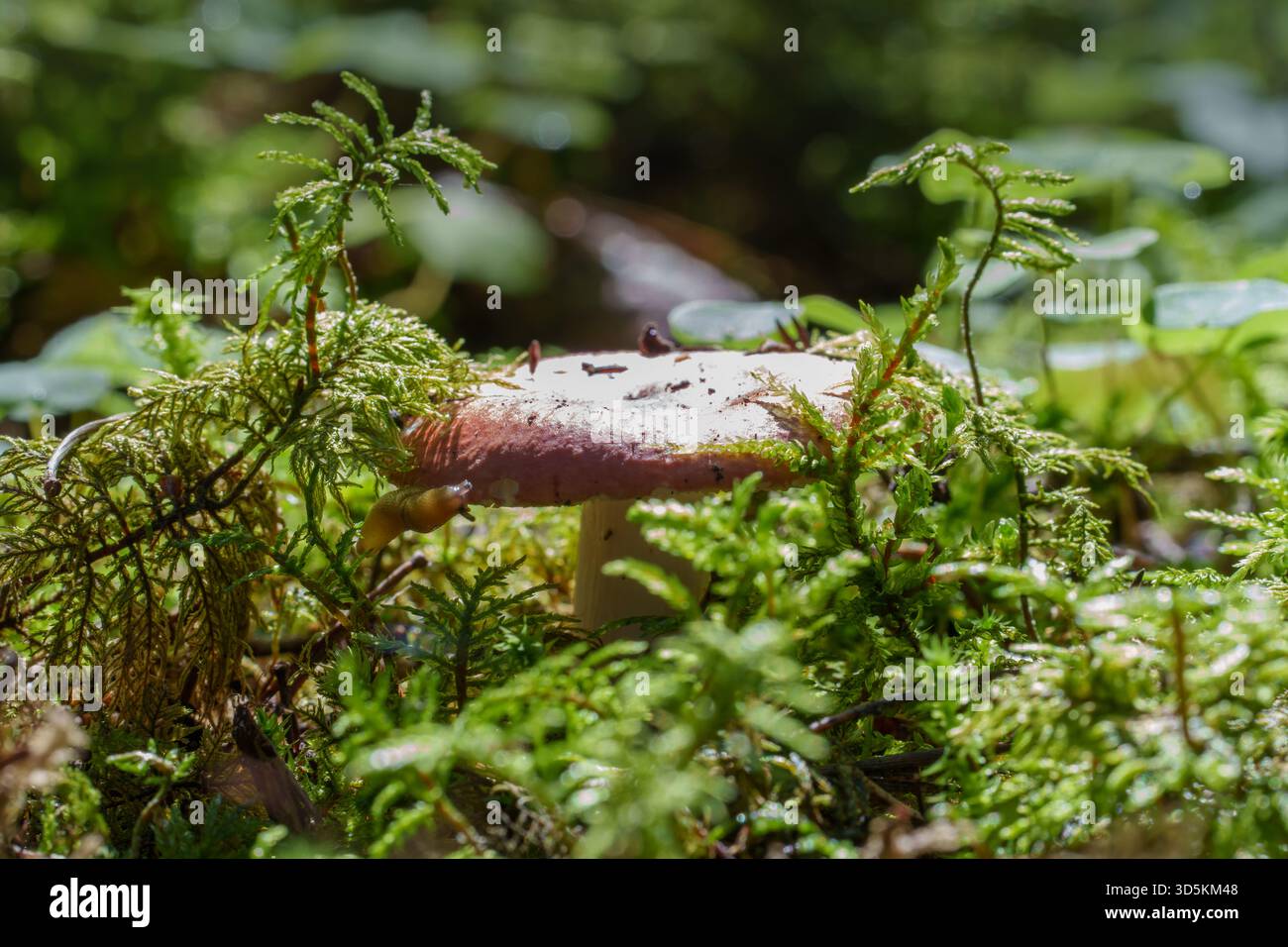 Ein kleiner Wildpilz taucht aus Moos und Flechten im Wald auf. Symbolisiert organisches Wachstum, Naturdetails, Herbsttextur und Ökologie Stockfoto