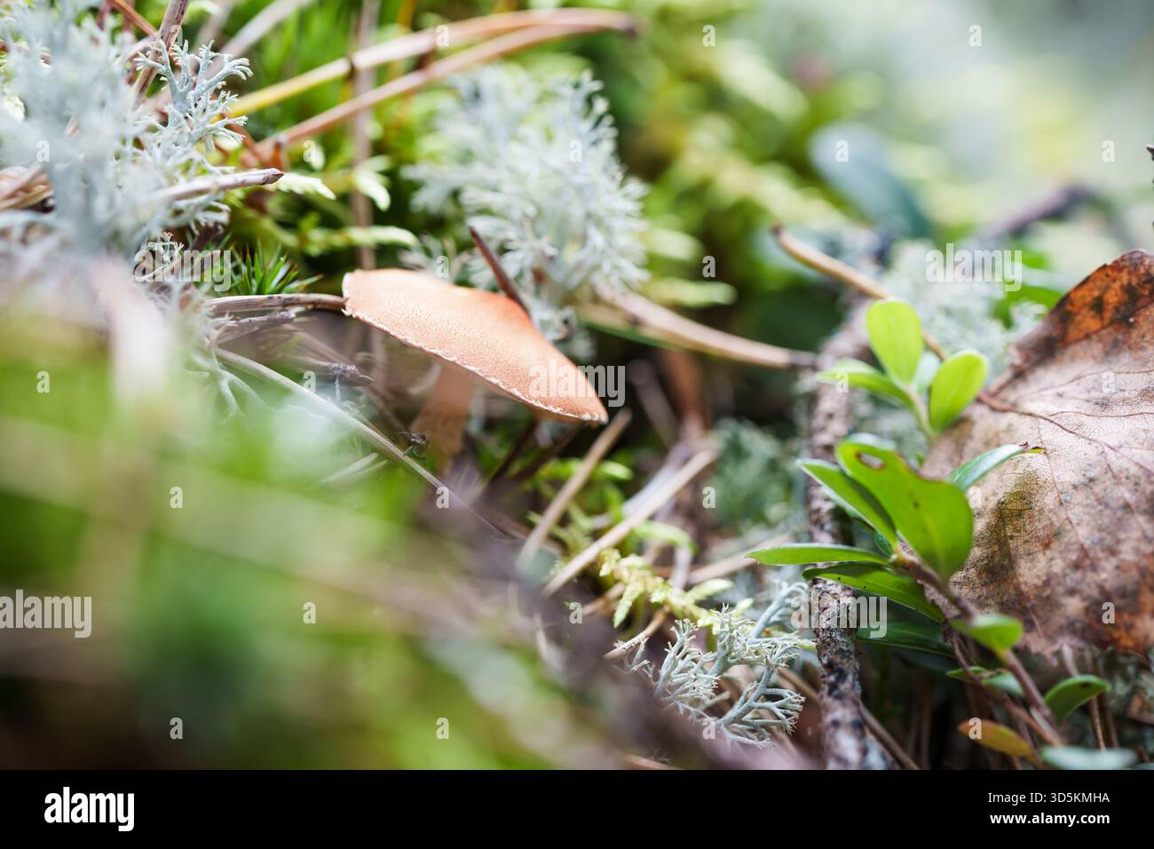 Ein kleiner Wildpilz taucht aus Moos und Flechten im Wald auf. Symbolisiert organisches Wachstum, Naturdetails, Herbsttextur und Ökologie Stockfoto