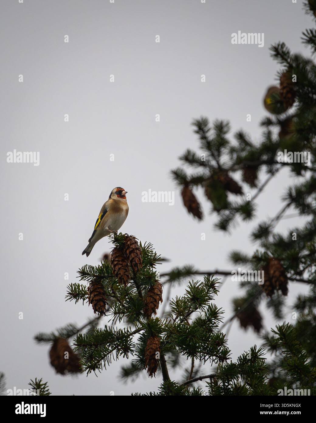 Europäischer Goldfink, der auf einem Nadelzweig zwischen Tannenzapfen vor grauem Himmel thront. Stockfoto