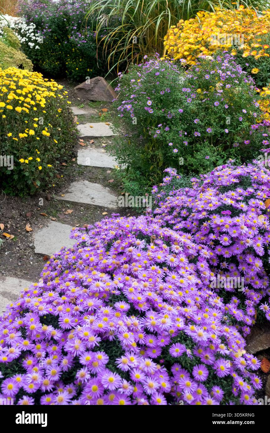 Herbstpfad Garden Path Foothpath Walkway, Stepping Stones Way Astern, Mütter, Chrysanthemen gemischte Farben Herbst Stockfoto