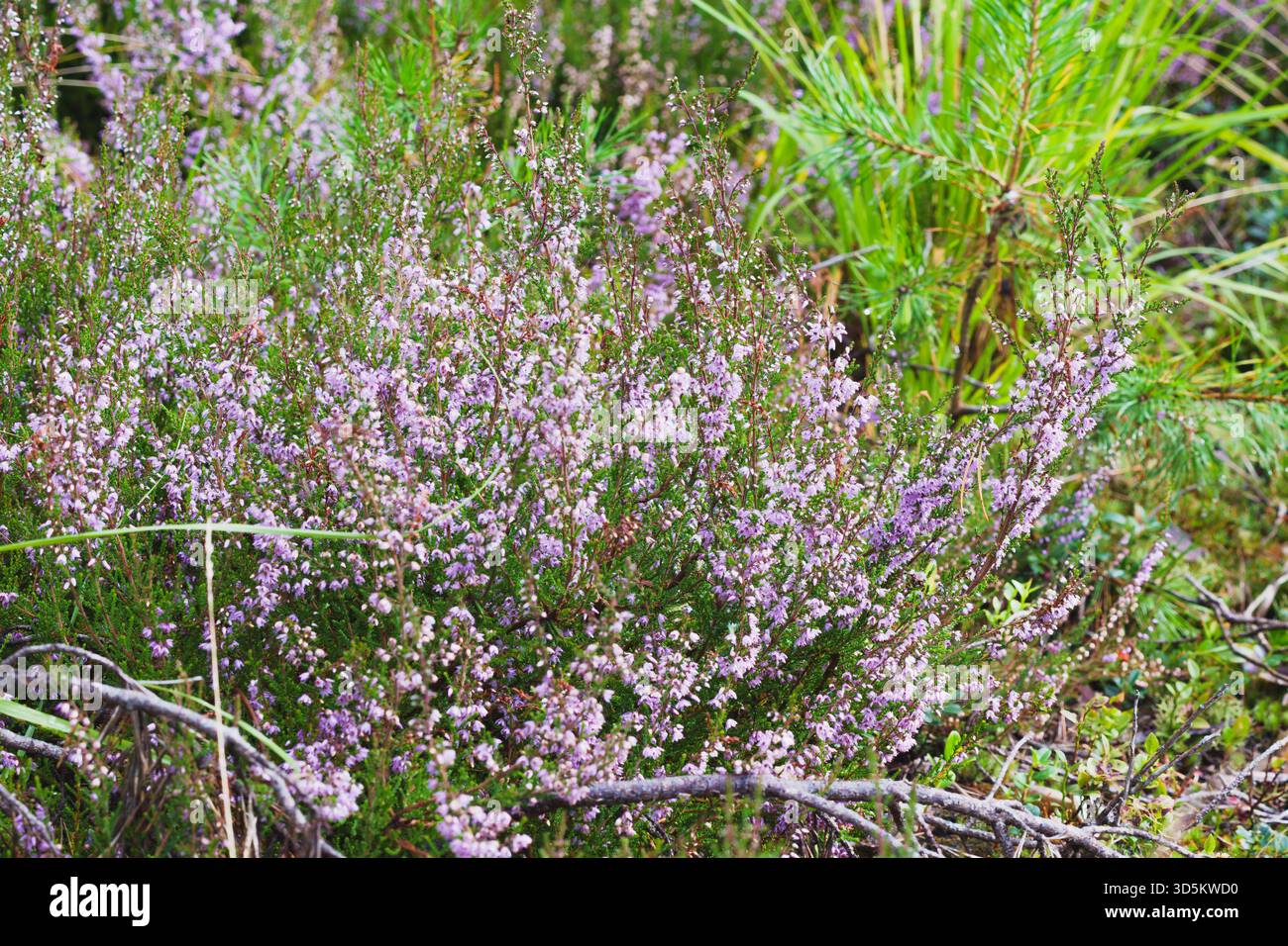 Makroaufnahme aus rosafarbenem und violettem Heidekraut Calluna vulgaris Textur in einem wilden Wald symbolisiert natürliche Schönheit Heidelandökologie und organisches Wachstum Stockfoto
