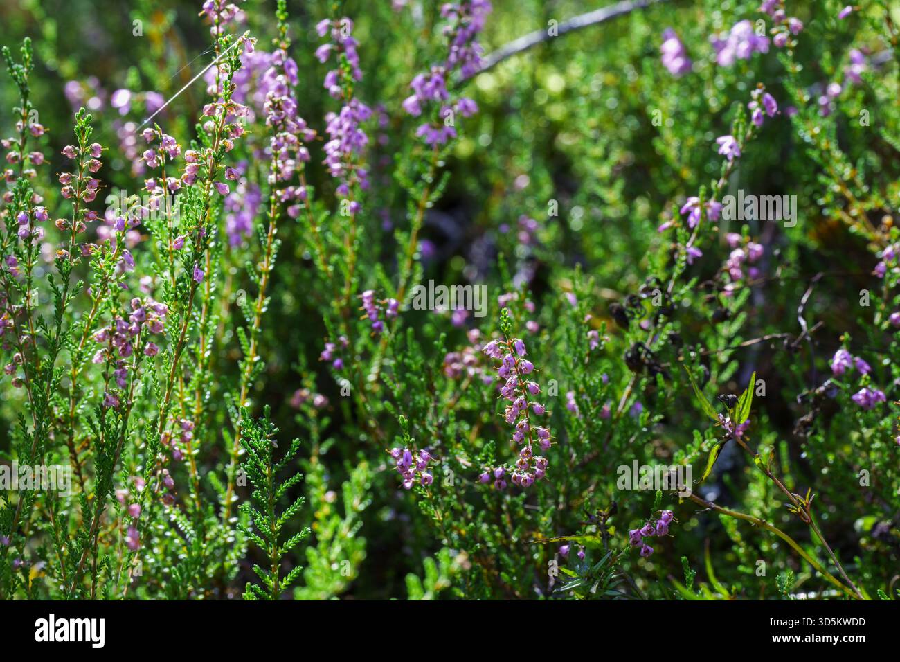 Makroaufnahme aus rosafarbenem und violettem Heidekraut Calluna vulgaris Textur in einem wilden Wald symbolisiert natürliche Schönheit Heidelandökologie und organisches Wachstum Stockfoto