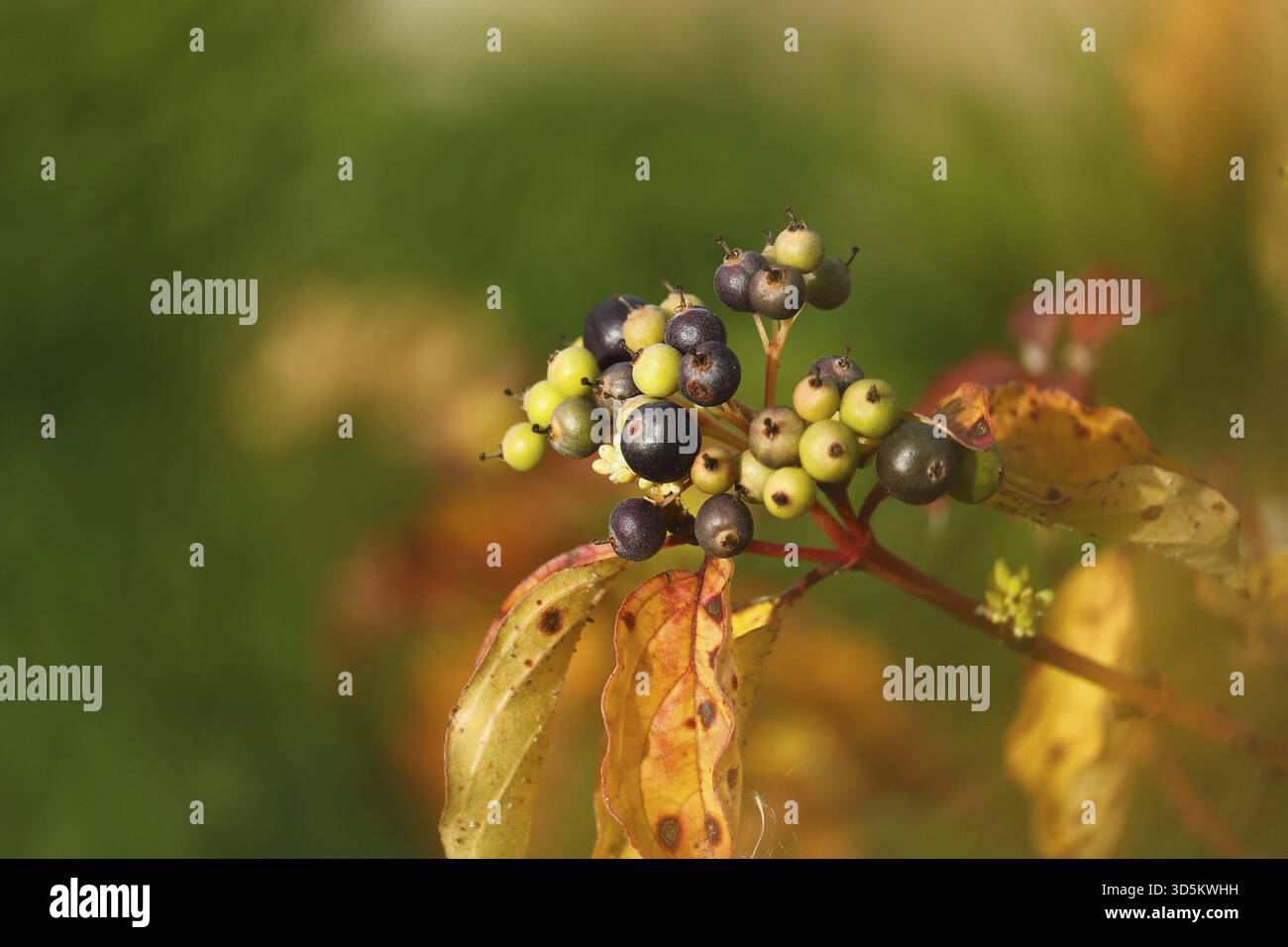 Blutroter Hartholz oder roter Hartholz (Cornus sanguinea), Zweig mit Beeren im Herbst, Entfremdung, Nordrhein-Westfalen, Deutschland Stockfoto