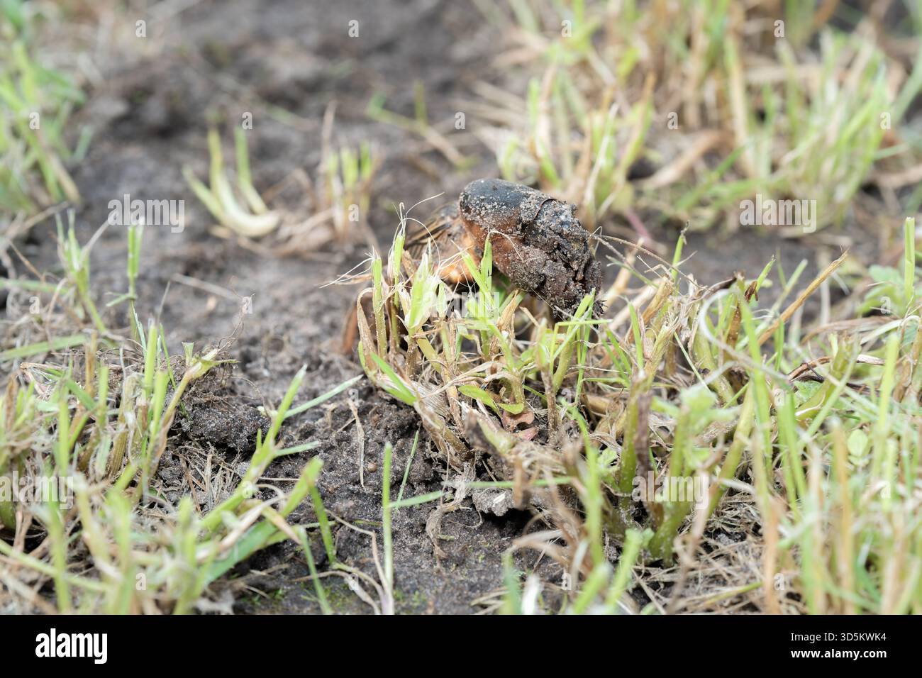 Maulwurf-Cricket aus der Nähe und aus dem niedrigen Winkel, tagsüber bei hellem Sonnenlicht, selektiver Fokus Stockfoto