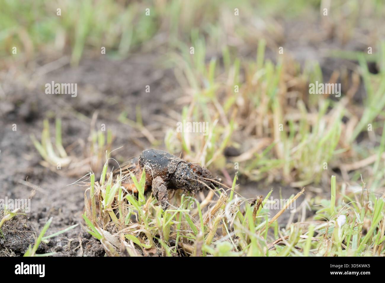Maulwurf-Cricket aus der Nähe und aus dem niedrigen Winkel, tagsüber bei hellem Sonnenlicht, selektiver Fokus Stockfoto