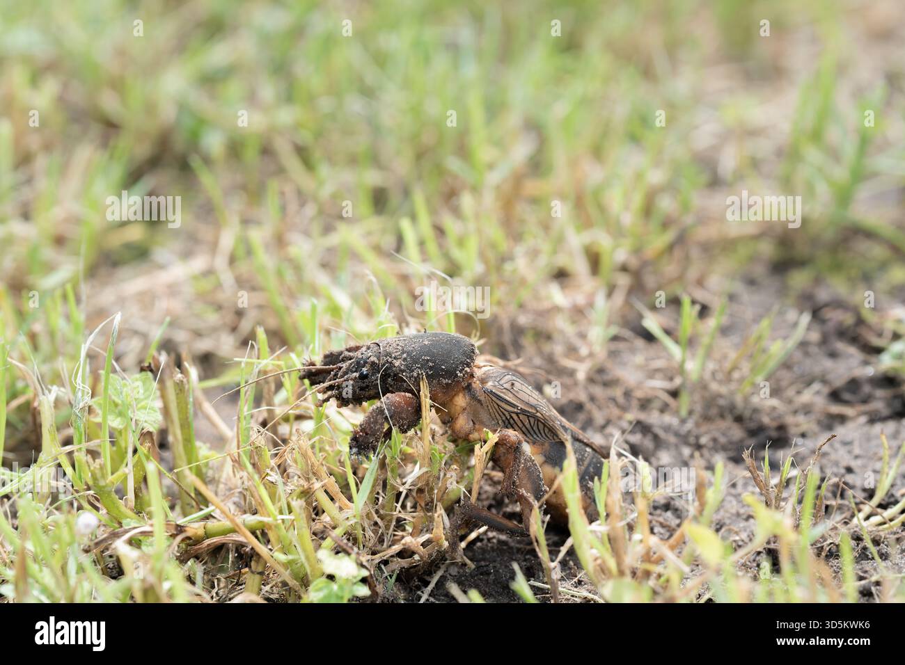 Maulwurf-Cricket aus der Nähe und aus dem niedrigen Winkel, tagsüber bei hellem Sonnenlicht, selektiver Fokus Stockfoto