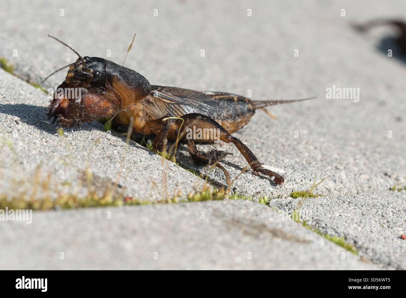 Maulwurf-Cricket aus der Nähe und aus dem niedrigen Winkel, tagsüber bei hellem Sonnenlicht, selektiver Fokus Stockfoto