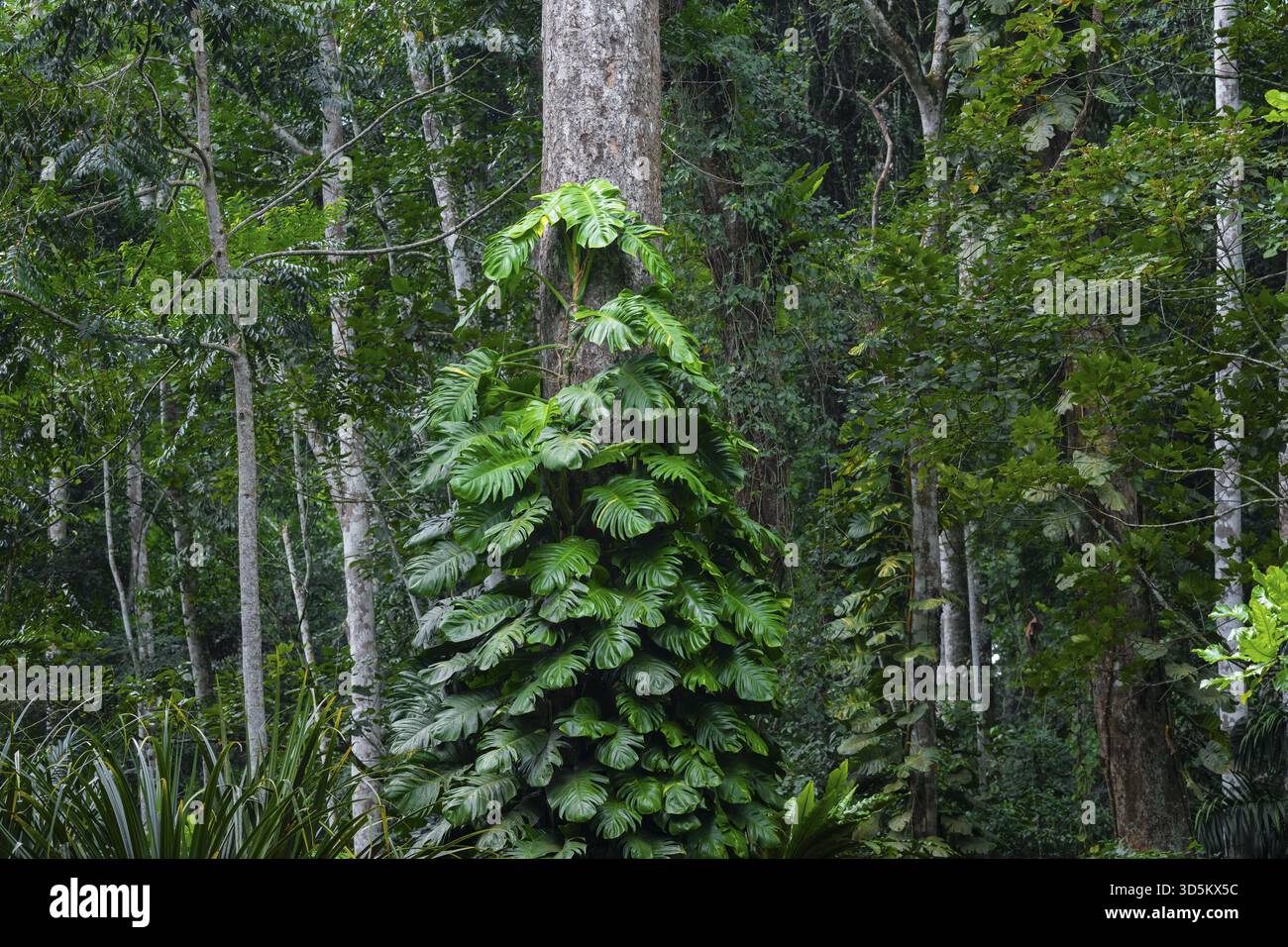 Bewachsener Baum im Dschungel, Amani Nature Forest Reserve, Eastern Usambara Mountains, Tanga, Tansania Stockfoto