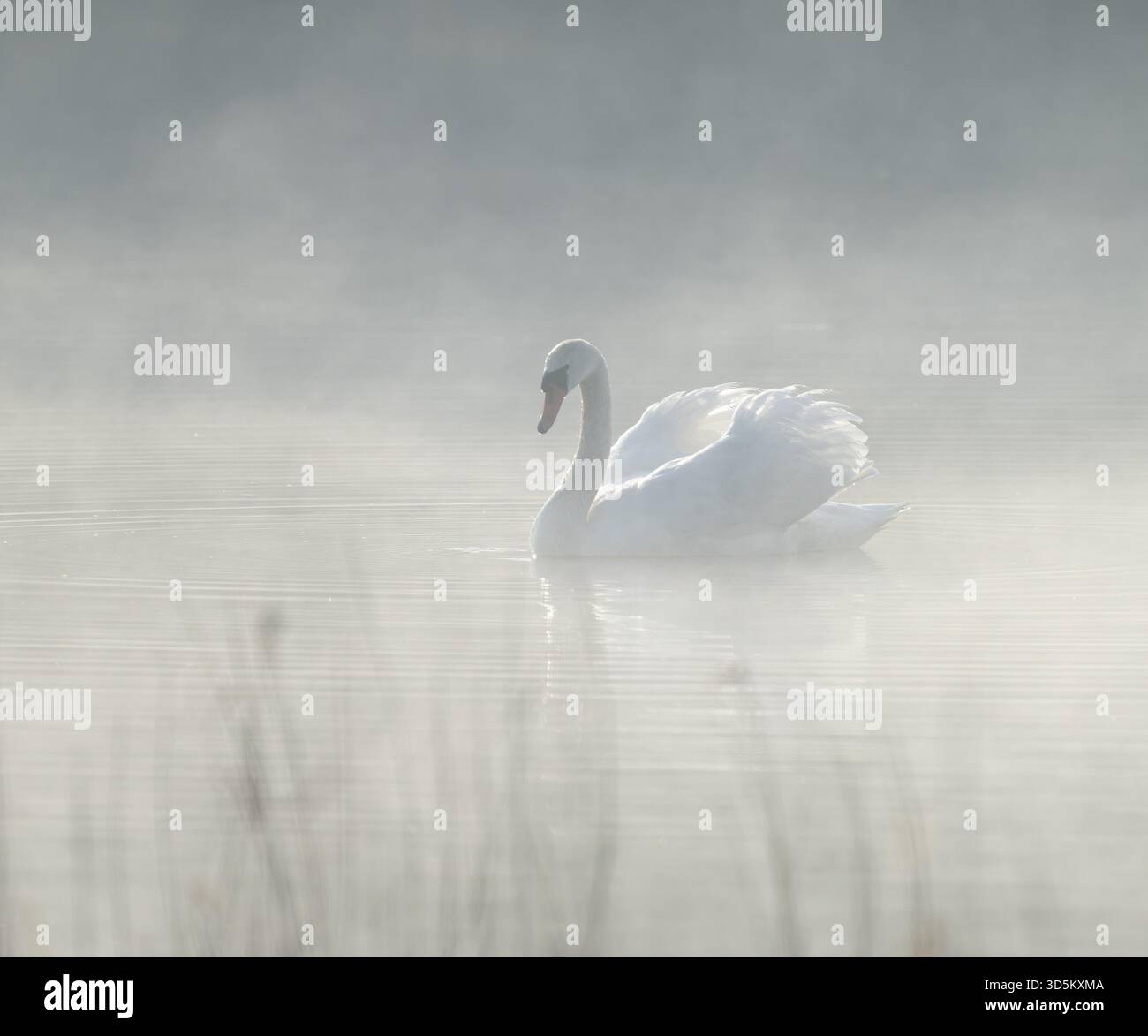 Silded Swan (Cygnus olor) schwimmt in beeindruckender Position auf einem See, Nebel, Niedersachsen, Deutschland Stockfoto