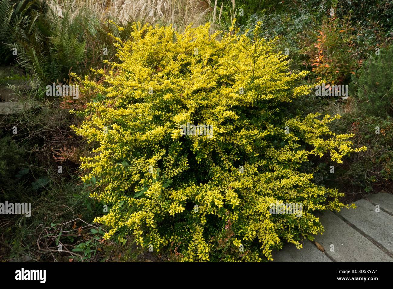 Japanische Stechpalme (Ilex Crenata), Garten bonsai Stockfotografie - Alamy