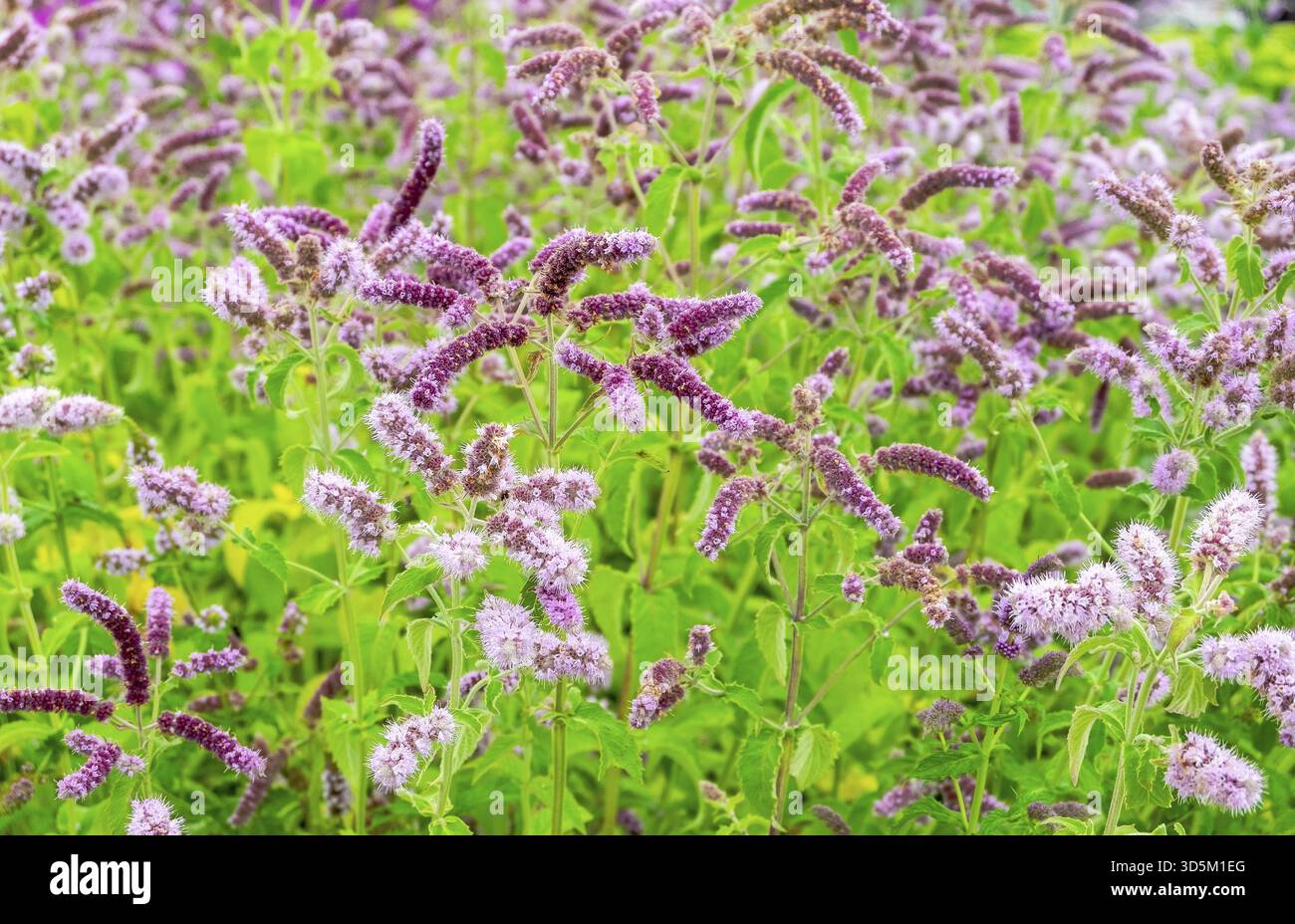 Nahaufnahme einer Wiesenheilkunde aromatischen Pflanzenwasserminze. Pflanzliche Medizin Konzept, Umwelt. Horizontale Ausrichtung, selektiver und weicher Fokus Stockfoto