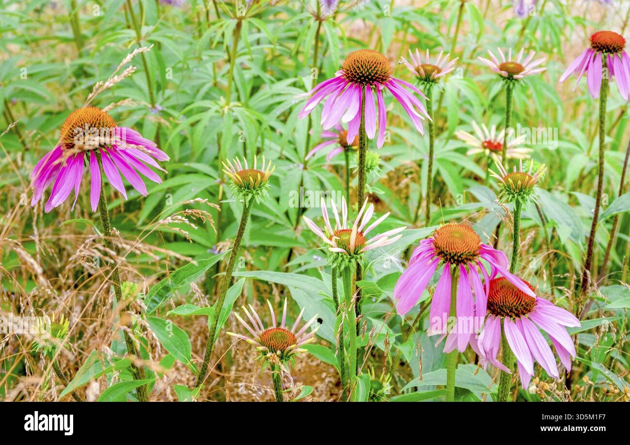 Nahaufnahme einer Wiesenmedikamentösen Pflanzenechinacea. Pflanzliche Medizin Konzept, Umwelt. Horizontale Ausrichtung, selektiver und weicher Fokus Stockfoto