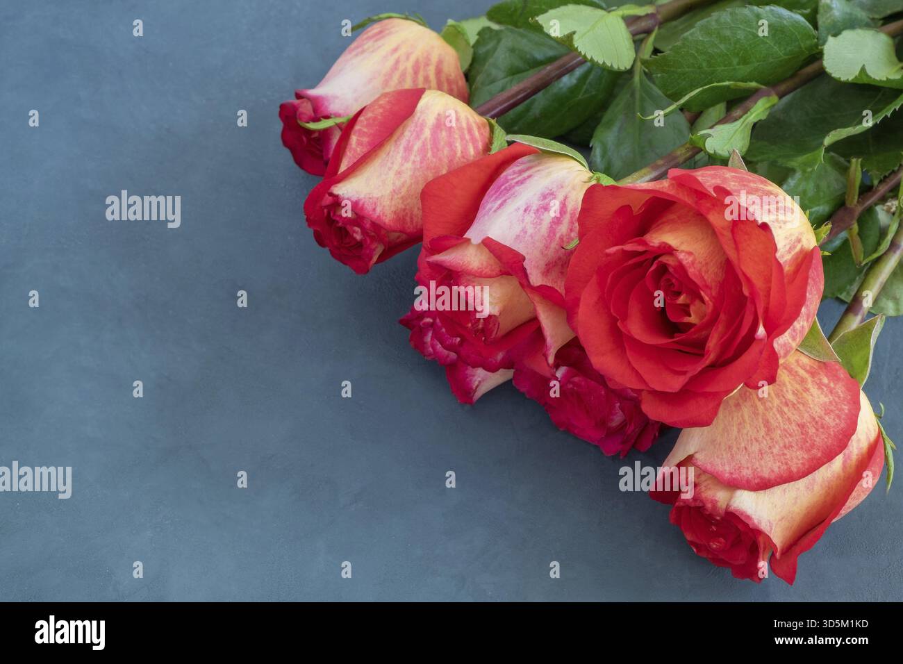 Sieben schöne gelb-rote Rosen liegen auf einem dunkelblauen Hintergrund. Feier, Glückwunsch, Liebeskonzept. Horizontale Ausrichtung, selektiver Fokus, Co Stockfoto