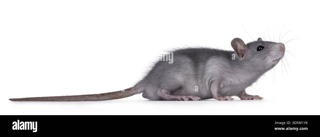 Niedliches, detailgetreues Porträt einer jungen blauen Ratte, seitlich stehend. Seitlich schauen. Isoliert auf weißem Hintergrund, Niederlande Stockfoto