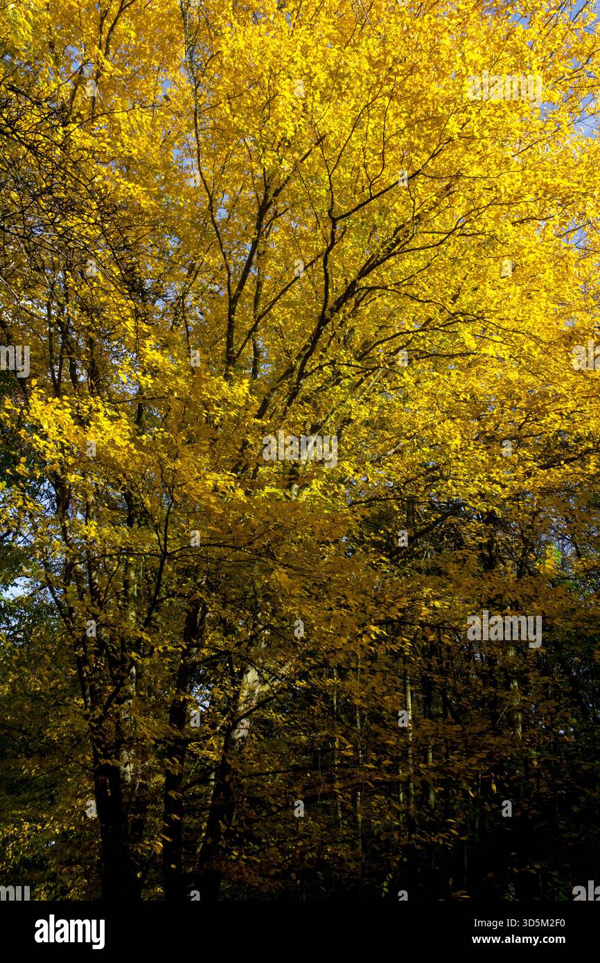 Lebhaftes goldenes Herbstlaub der europäischen Hainbuchenbäume, Carpinus betulus in einem Wald, Oktober. Stockfoto