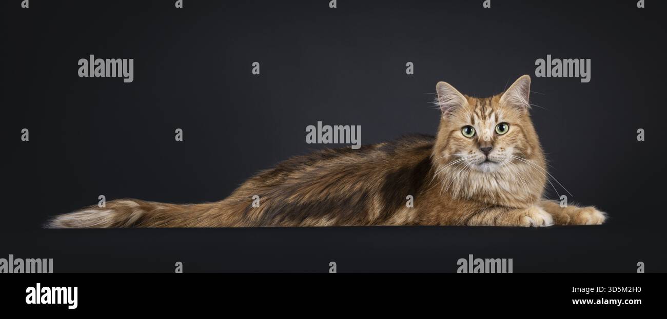 Wunderschöne schwarze, bernsteinfarbene norwegische Forestcat, die seitlich liegend ist. Rückenstreifen im Fell. Mit grünen Augen direkt auf die Kamera schauen. Ist Stockfoto