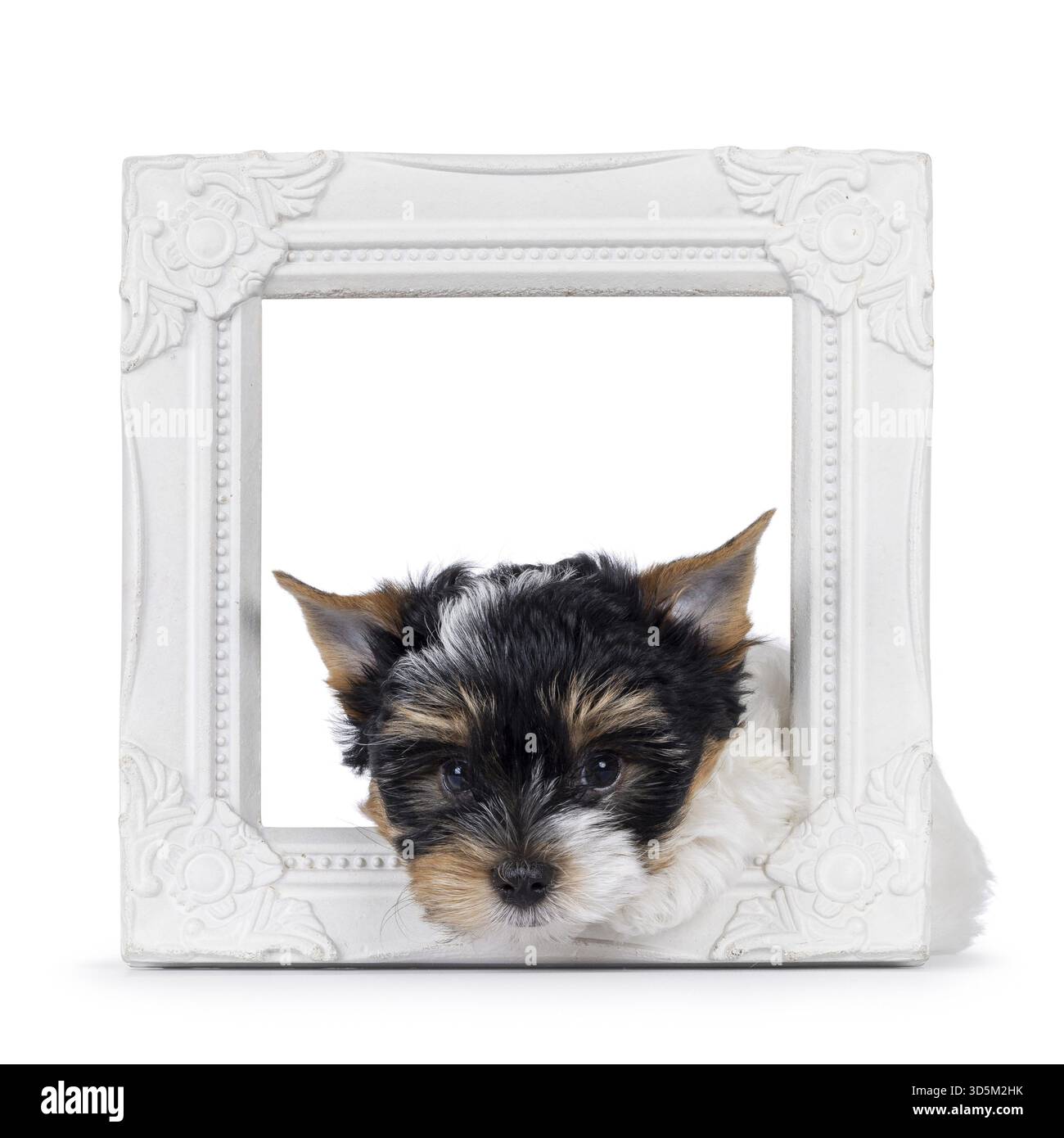 Süßer Biewer Terrier Hund, liegend in und durch Bilderrahmen. Blick direkt auf die Kamera. Isoliert auf weißem Hintergrund, Niederlande Stockfoto