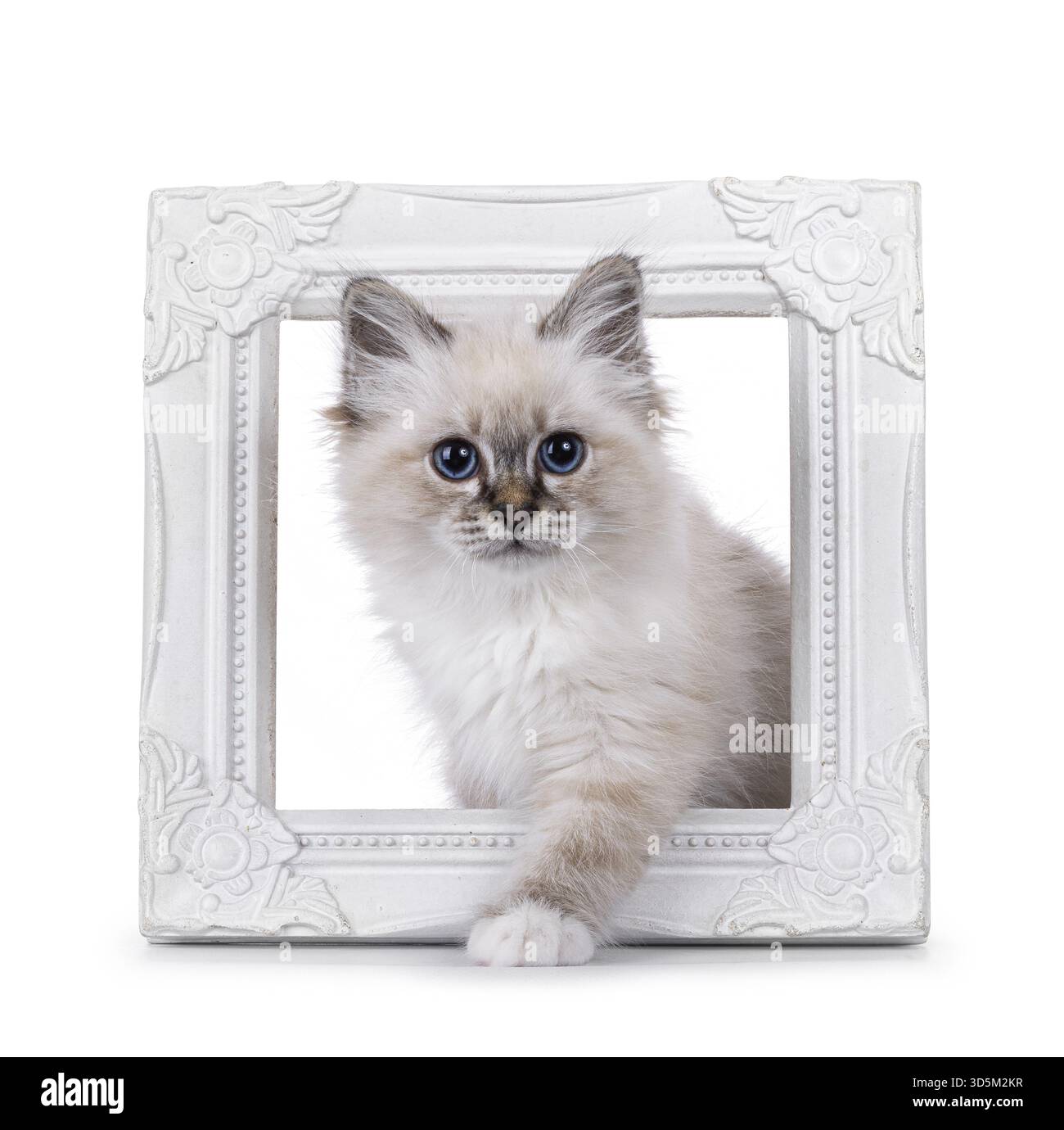 Süßes Tabby Sacred Birman Katzenkätzchen, das durch den weißen Bilderrahmen tritt. Direkt in die Kamera blicken, mit speziellen blauen Augen. Isoliert auf einem weiß Stockfoto