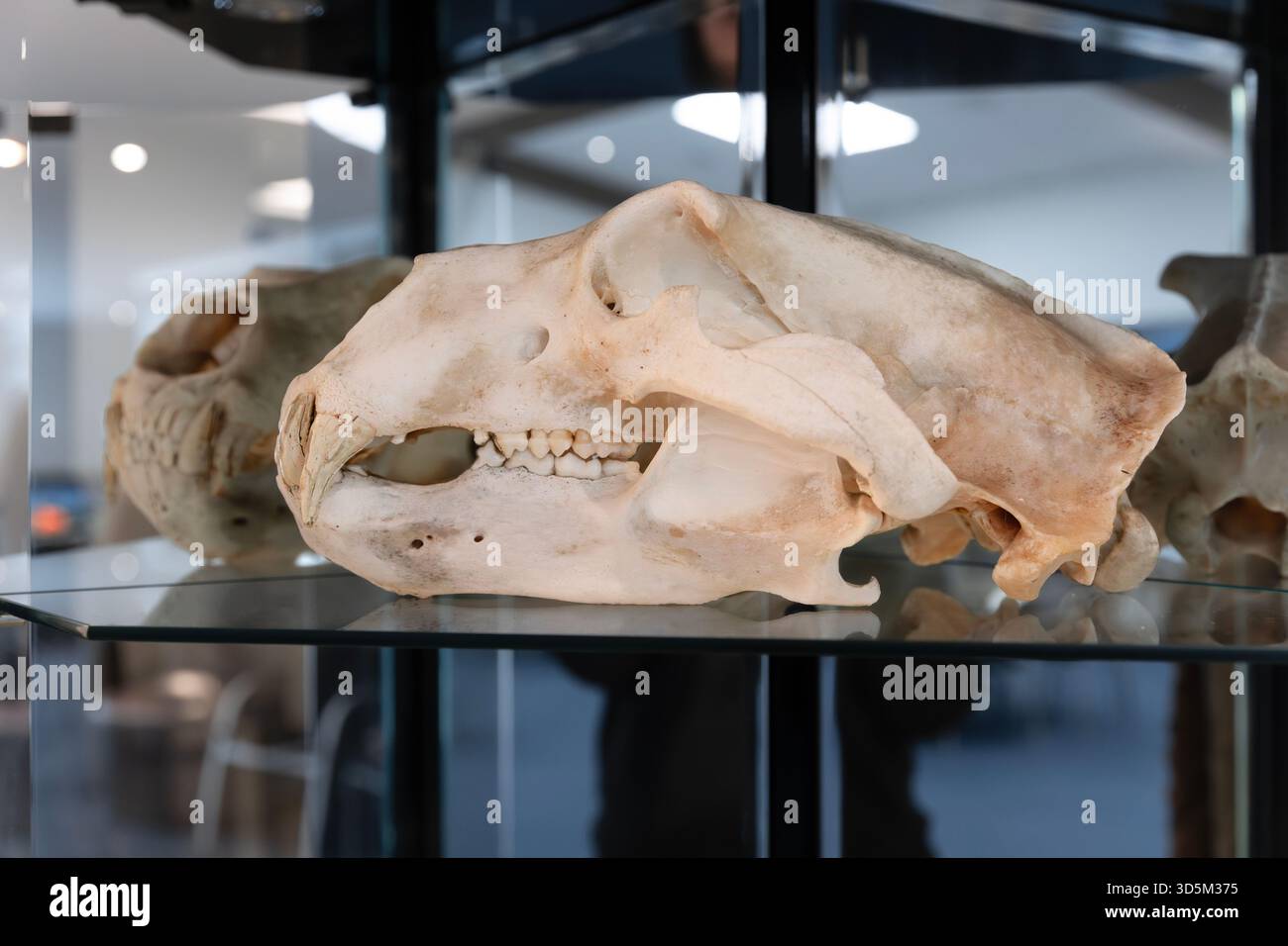 Nahaufnahme von Skelettproben, wissenschaftlicher Vortrag zur Darstellung von Osteologie und Konservierungstechniken Stockfoto