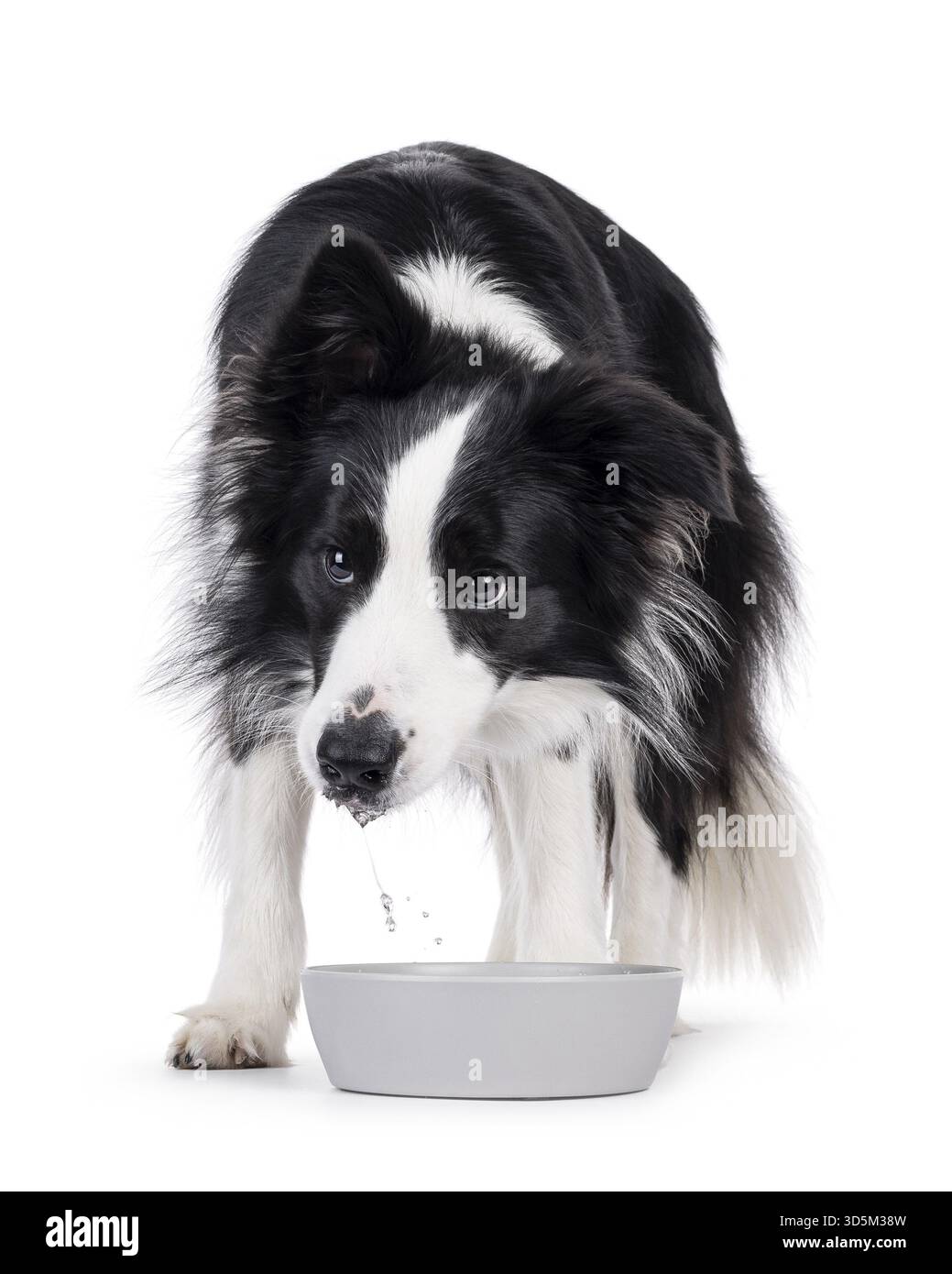 Bezaubernder, typischer Schwarzweiß-Hund mit Border Collie, der hinter einer Wasserschale steht. Isoliert auf weißem Hintergrund, Niederlande Stockfoto