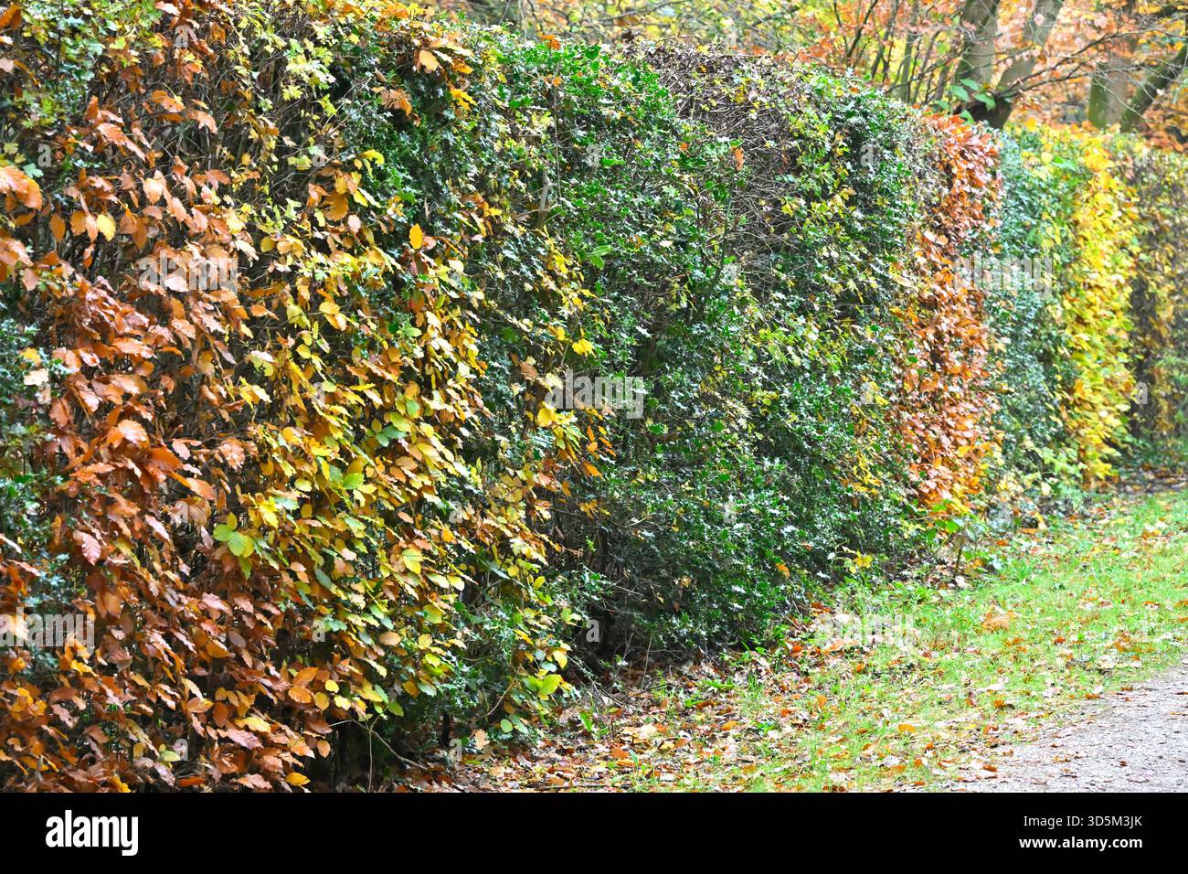 Grün-braun-goldene Buche, Fagus sylvatica und Hainbuche, Carpinus betulus Laub in einem gemischten oder mit Wandteppichen versehenen Garten im Vereinigten Königreich November Stockfoto